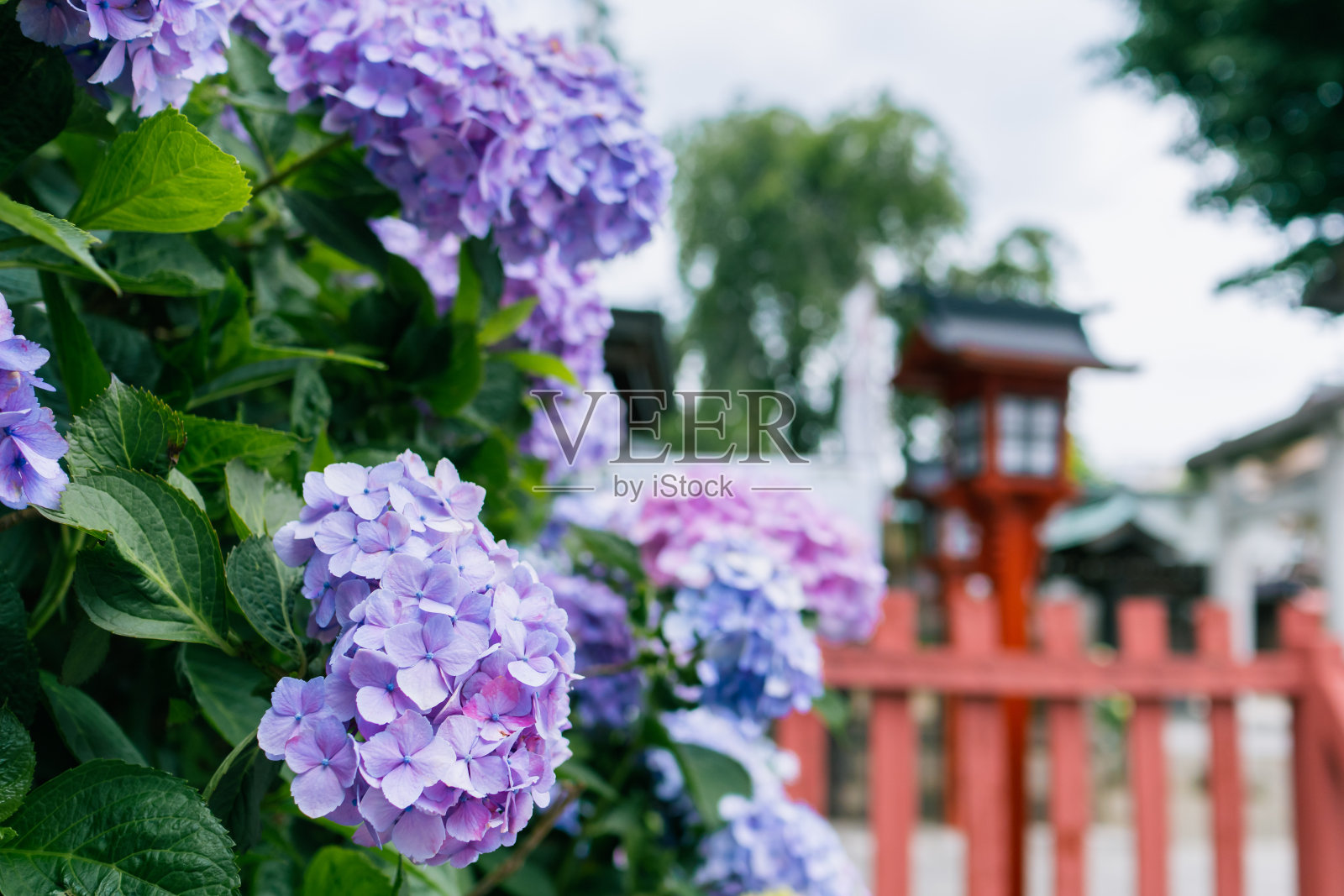 绣球花在六月初的雨季开花。照片摄影图片