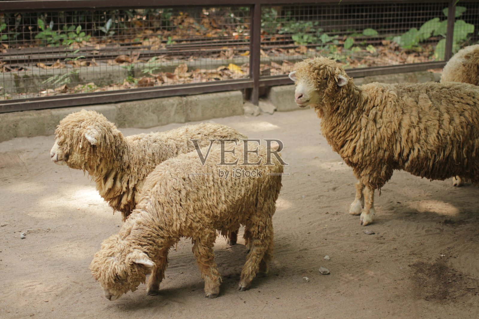 可爱的绵羊看起来很胖照片摄影图片