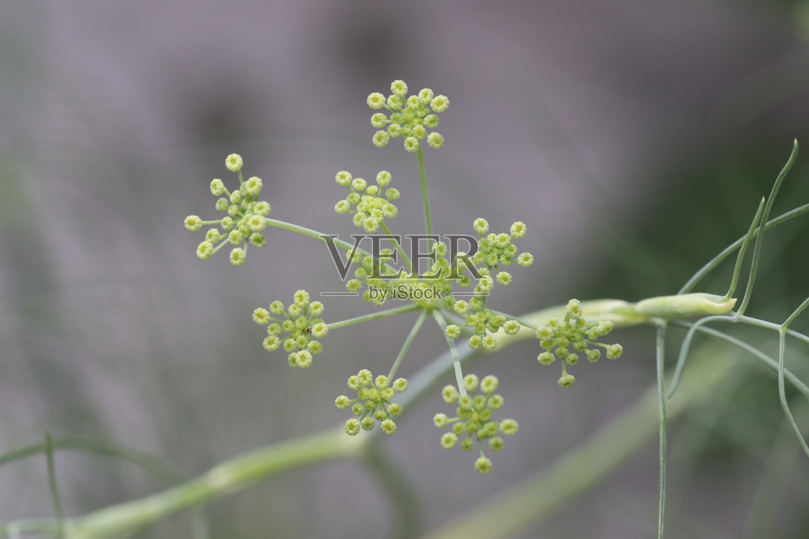 打结草花照片摄影图片