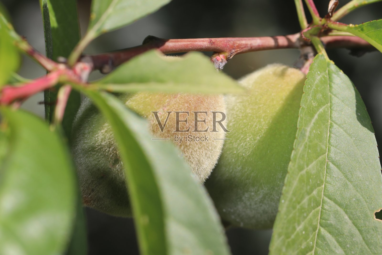 普鲁努斯·达维迪亚纳,杏照片摄影图片