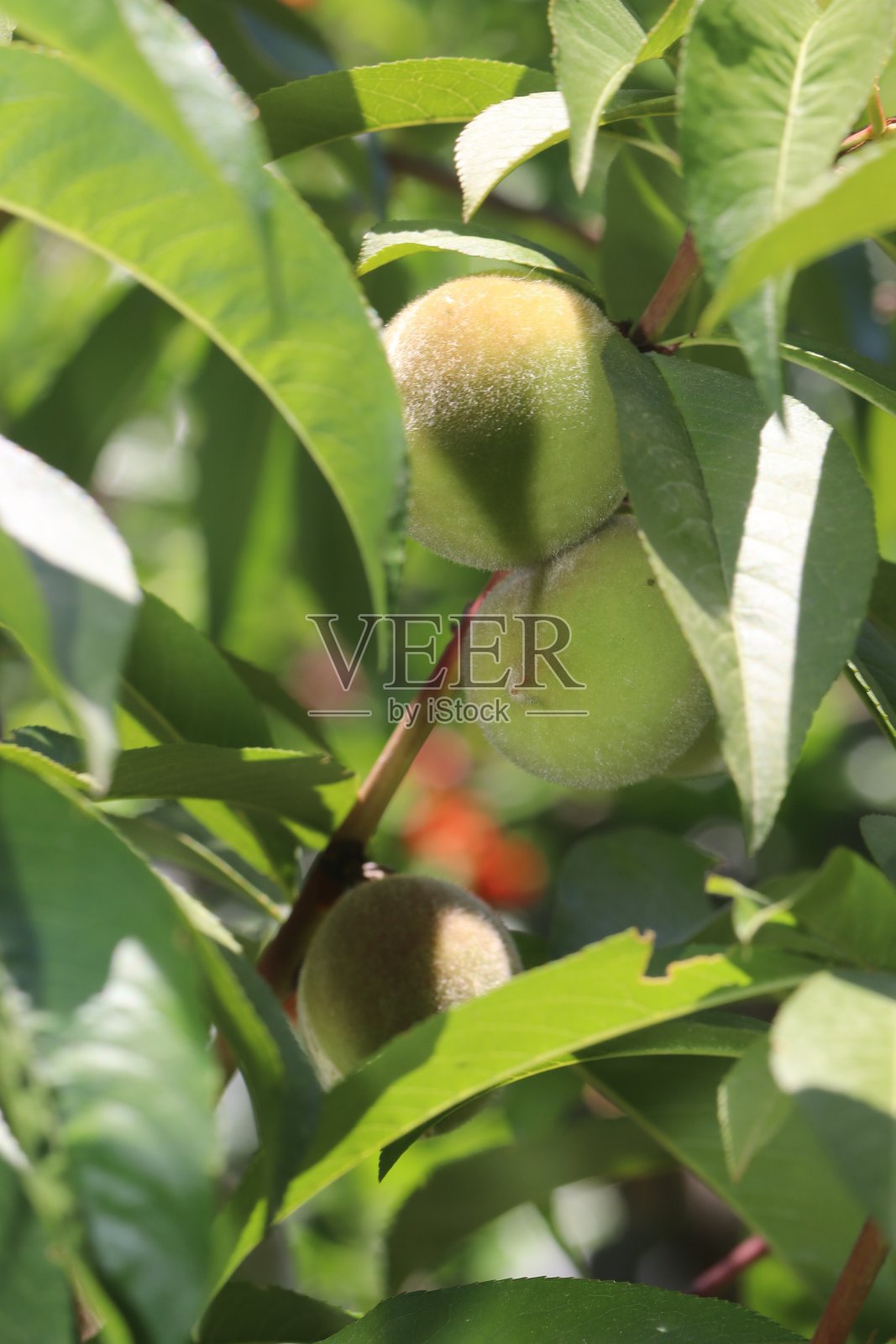 普鲁努斯·达维迪亚纳,杏照片摄影图片