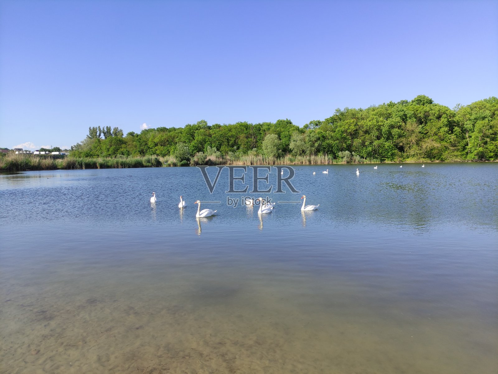 夏天湖上的一群天鹅照片摄影图片