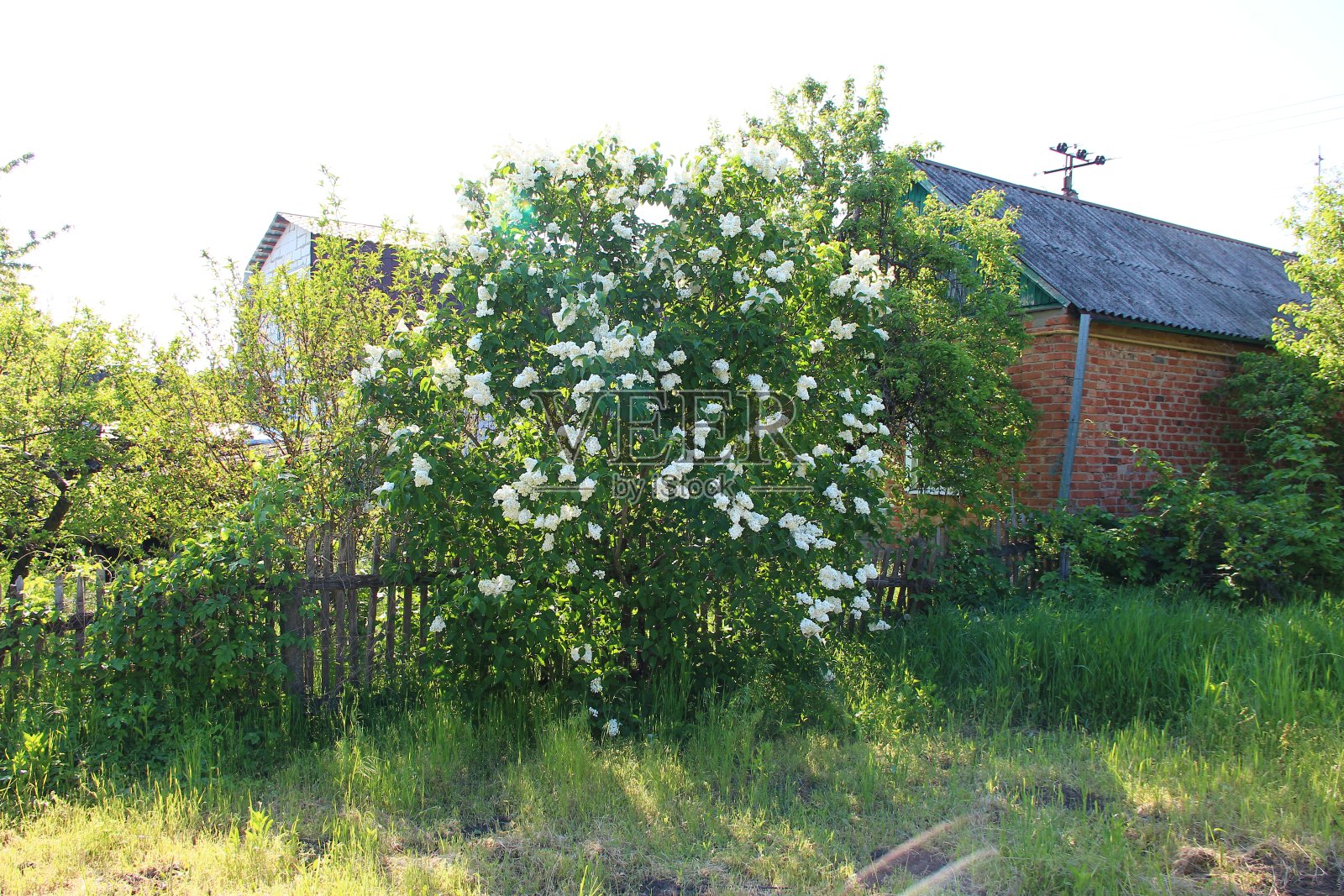 白色的鸟在花园里的樱桃树照片摄影图片