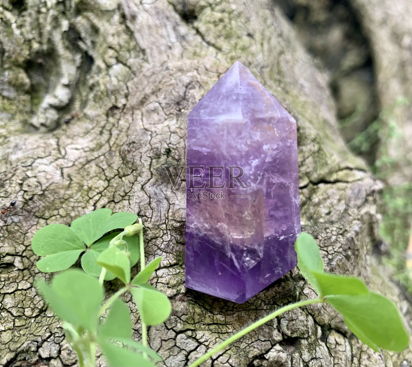 紫水晶和三叶草照片摄影图片