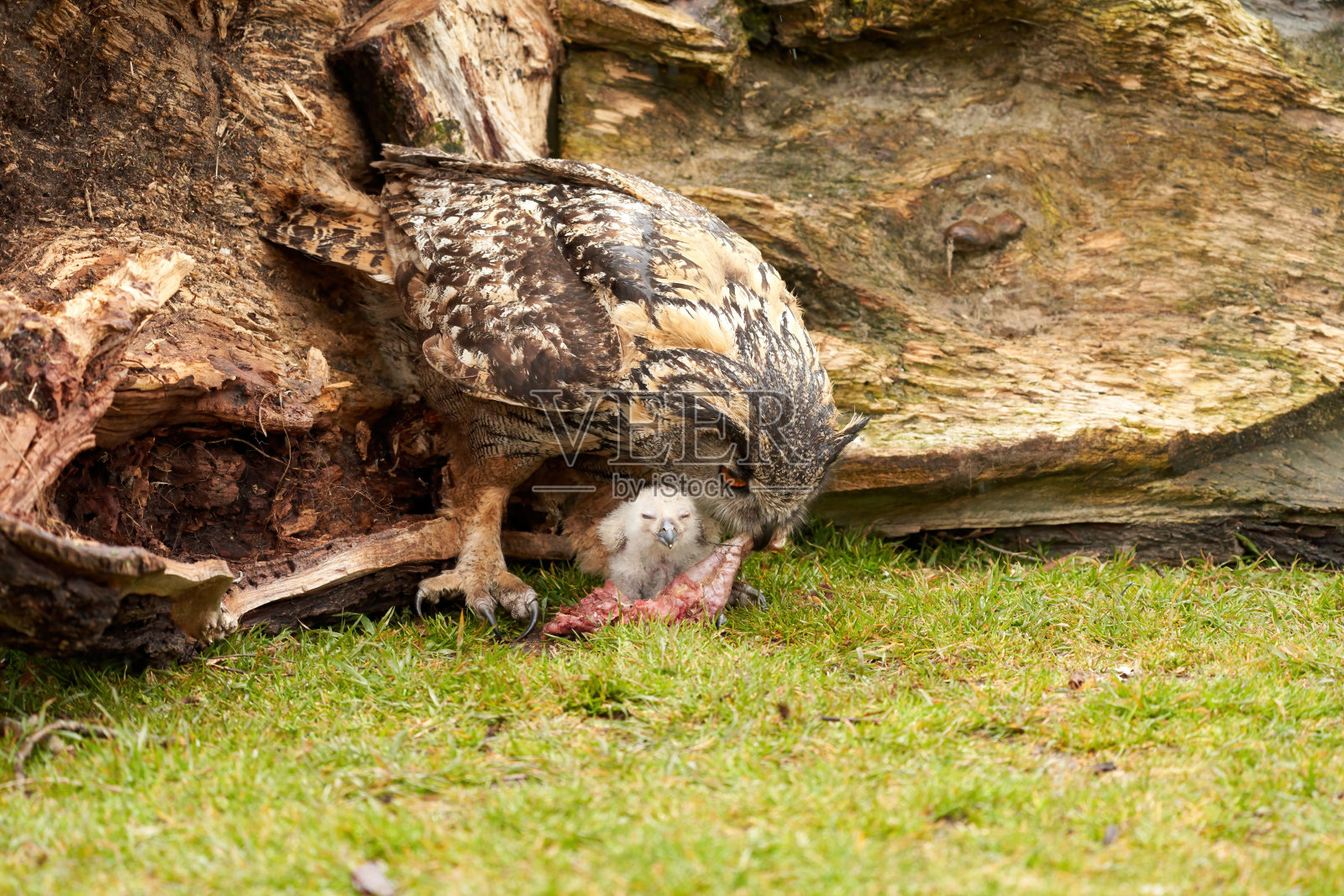 野鹰猫头鹰妈妈在喂养一只雏鸟。这只六周大的白色猫头鹰在草丛中仍然站立不稳。妈妈嘴里叼着带血的肉照片摄影图片
