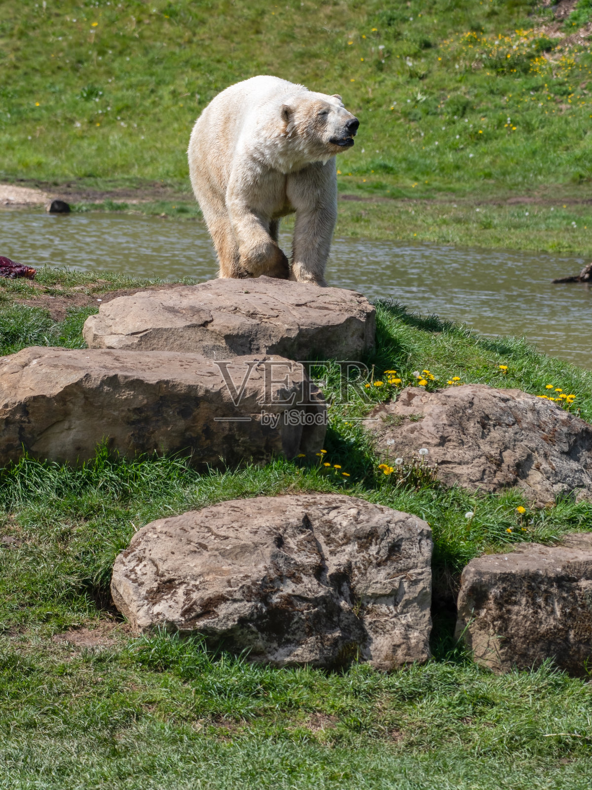 大北极熊站在大岩石附近照片摄影图片