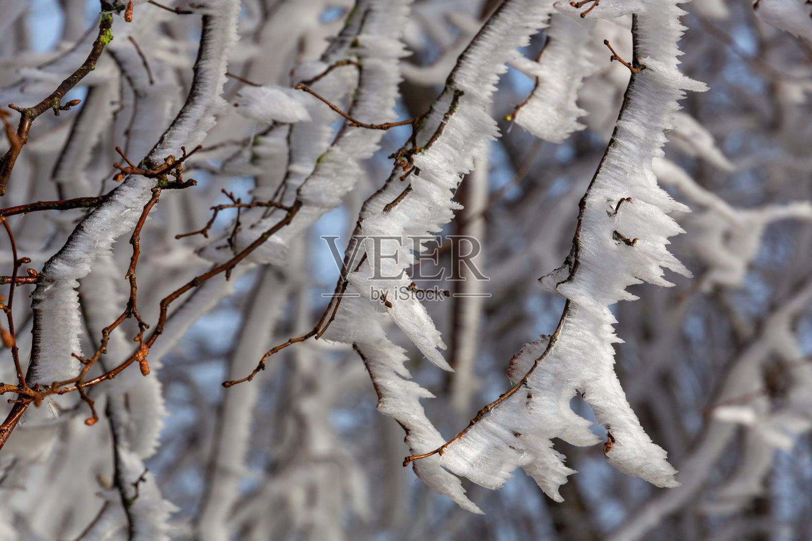 磨砂的分支照片摄影图片