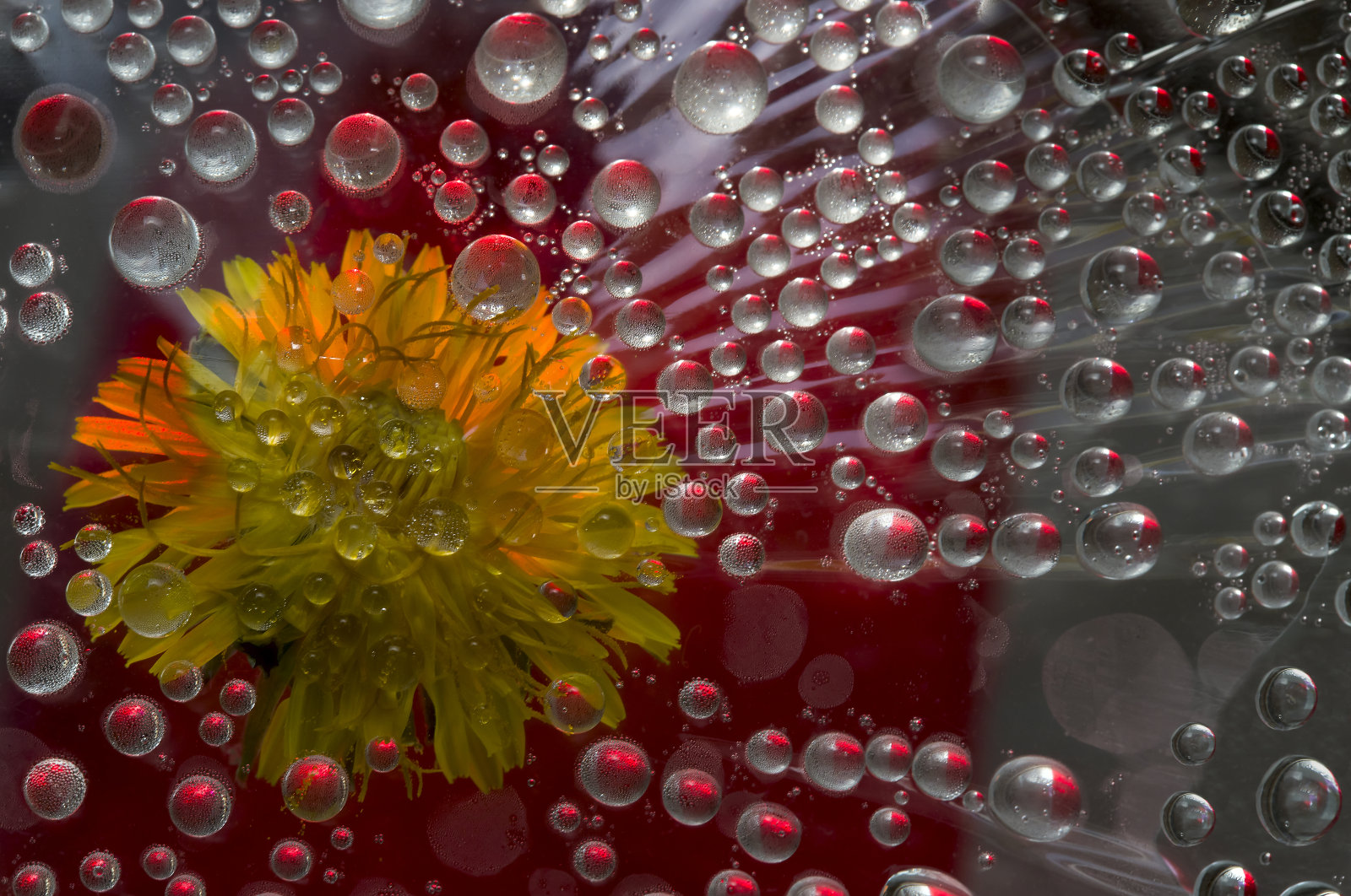 在银红色的背景下,透明的雨滴落在蒲公英的黄色花朵上。照片摄影图片