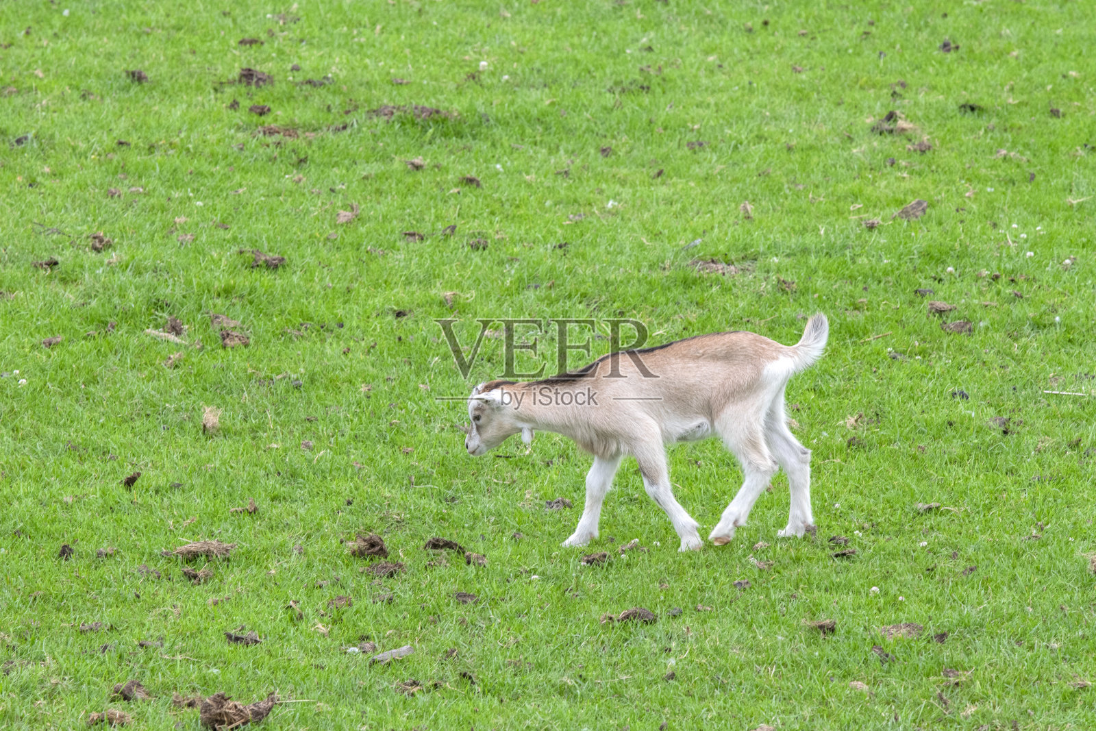 一个小山羊在草地上奔跑的特写照片摄影图片