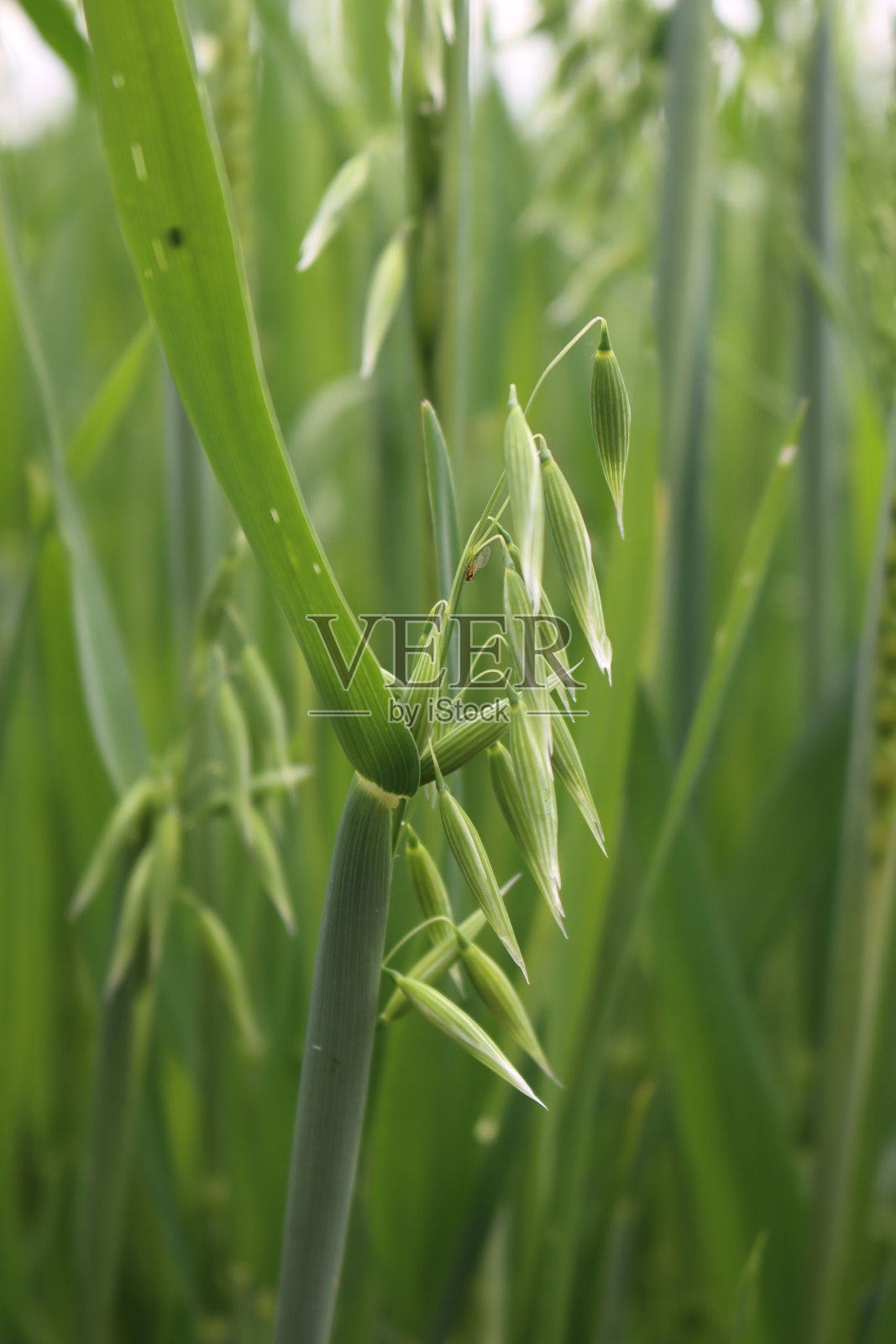 绿色燕麦耳朵的特写。燕麦属漂白亚麻纤维卷照片摄影图片
