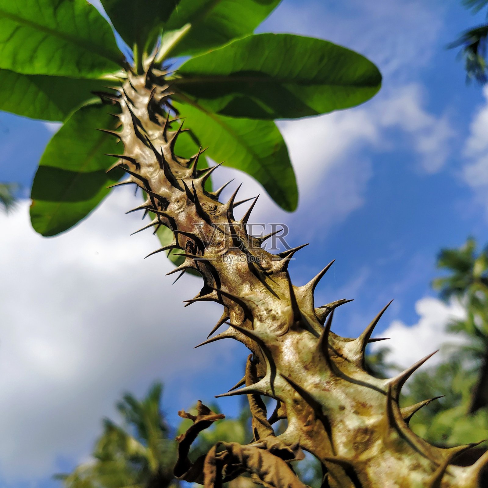 兴奋植物照片摄影图片