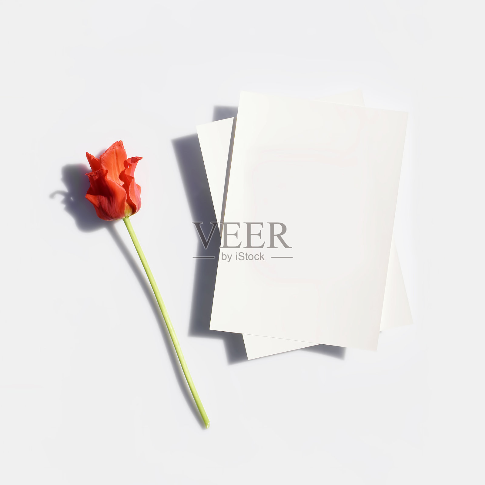 海报或传单的模型,白色的纸和红色郁金香花与硬阴影在灰色的背景在优雅的现代极简主义风格。文具照片摄影图片