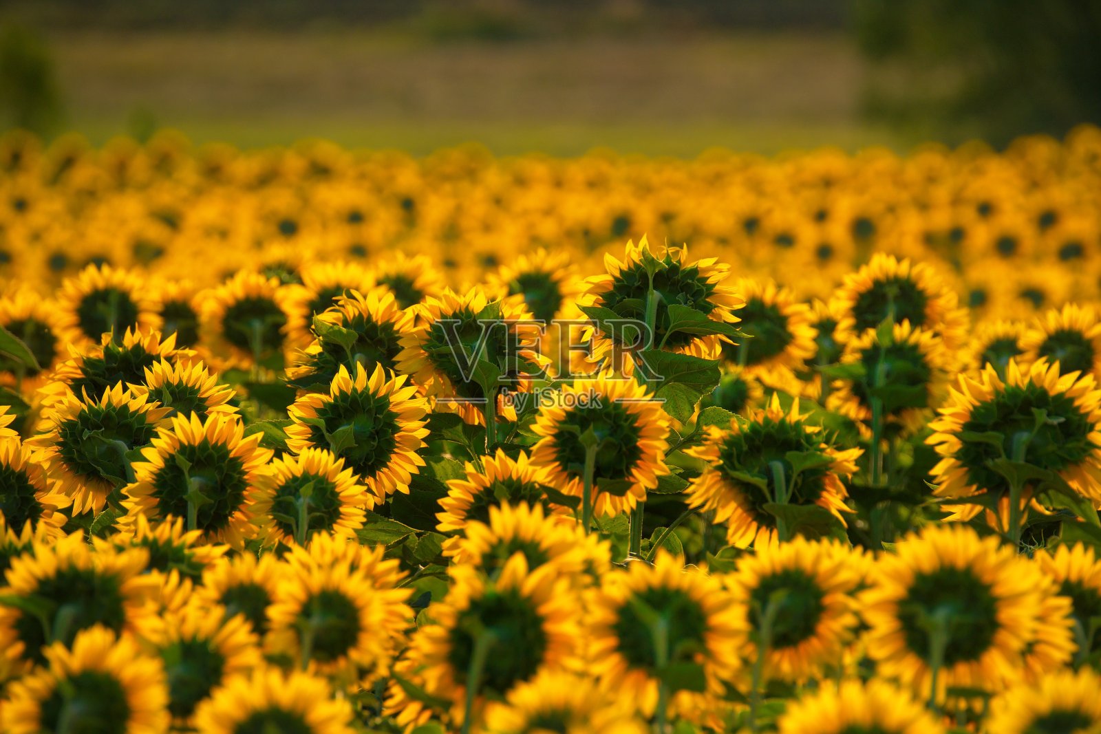 克拉斯诺达尔无尽的阳光灿烂的田野照片摄影图片