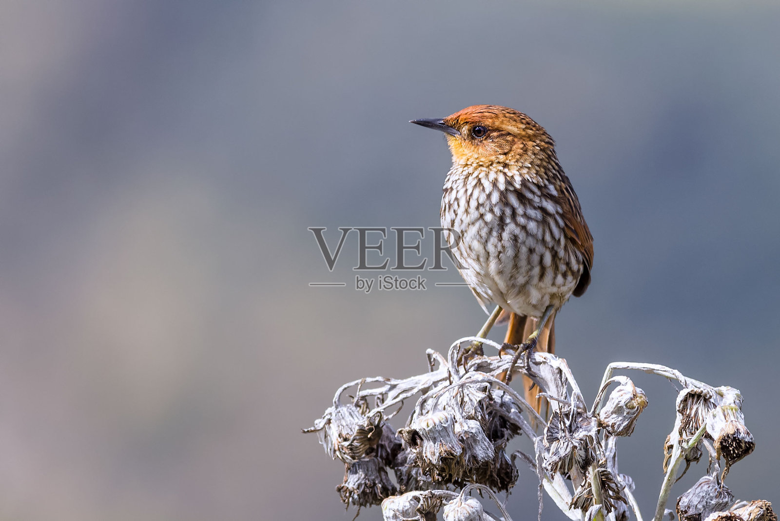许多条纹卡纳斯特罗。橙色和白色的鸟栖息在一朵白色的花上照片摄影图片