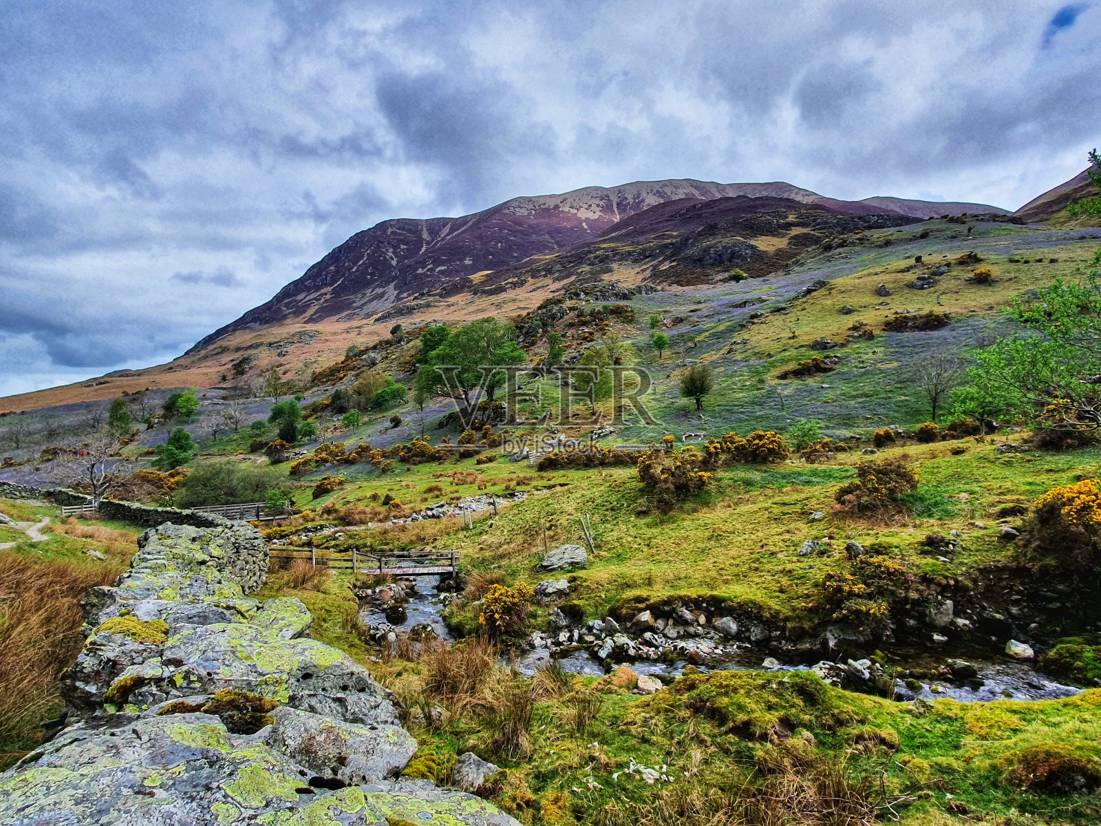 Rannerdale knots和它的风信子照片摄影图片