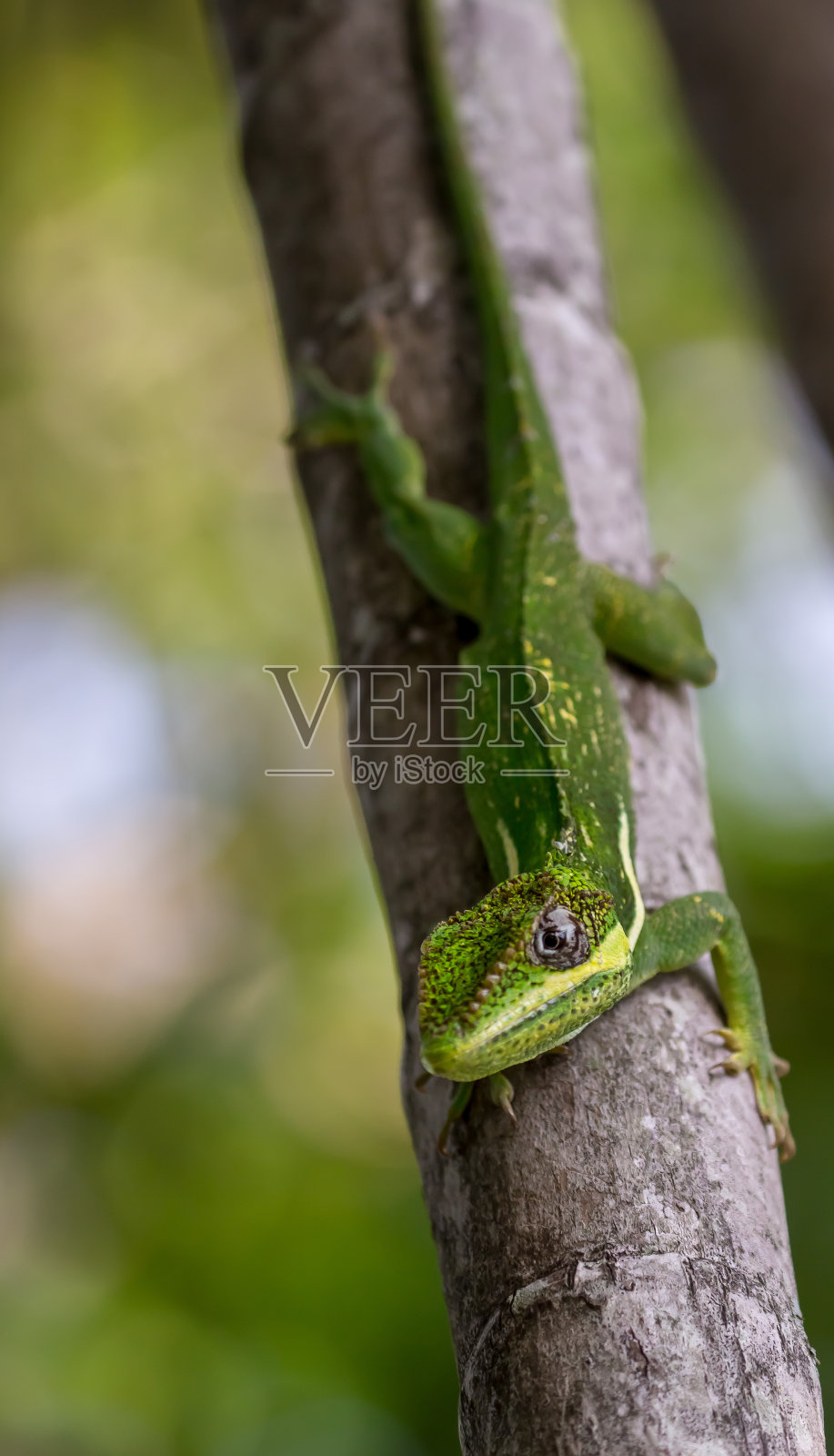 骑士变色龙照片摄影图片