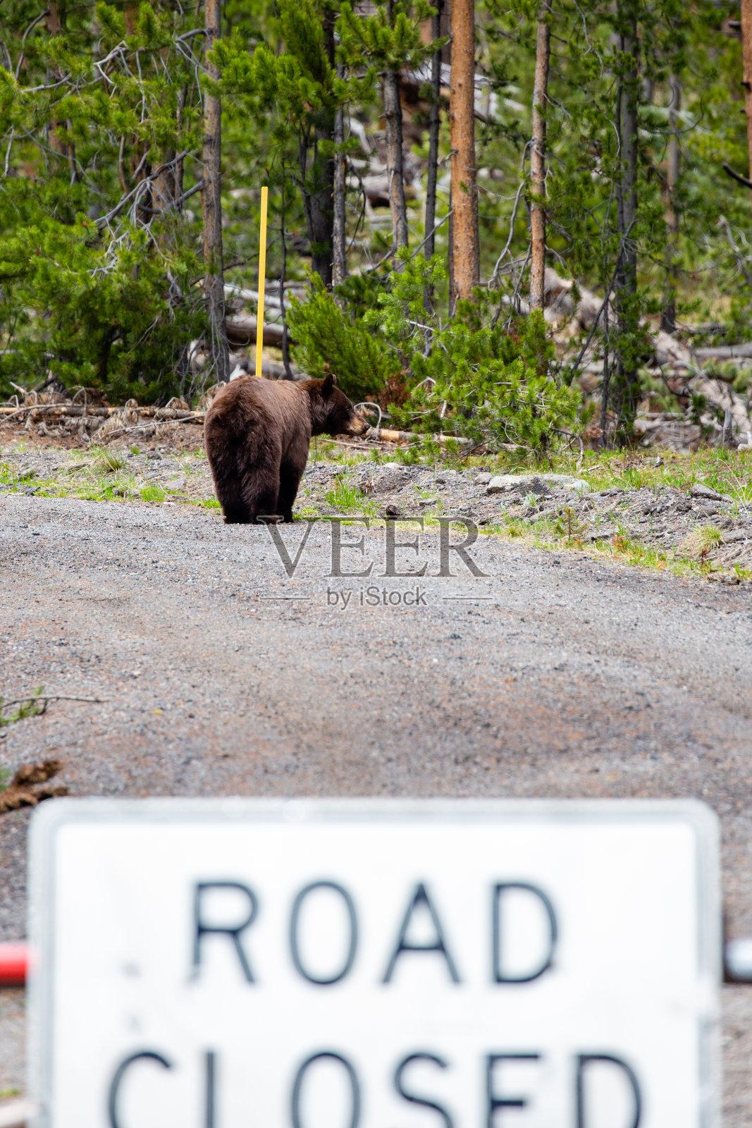 5月下旬,黄石国家公园的一条封闭道路后,大型雌性肉桂相黑熊(美洲熊)在寻找食物照片摄影图片
