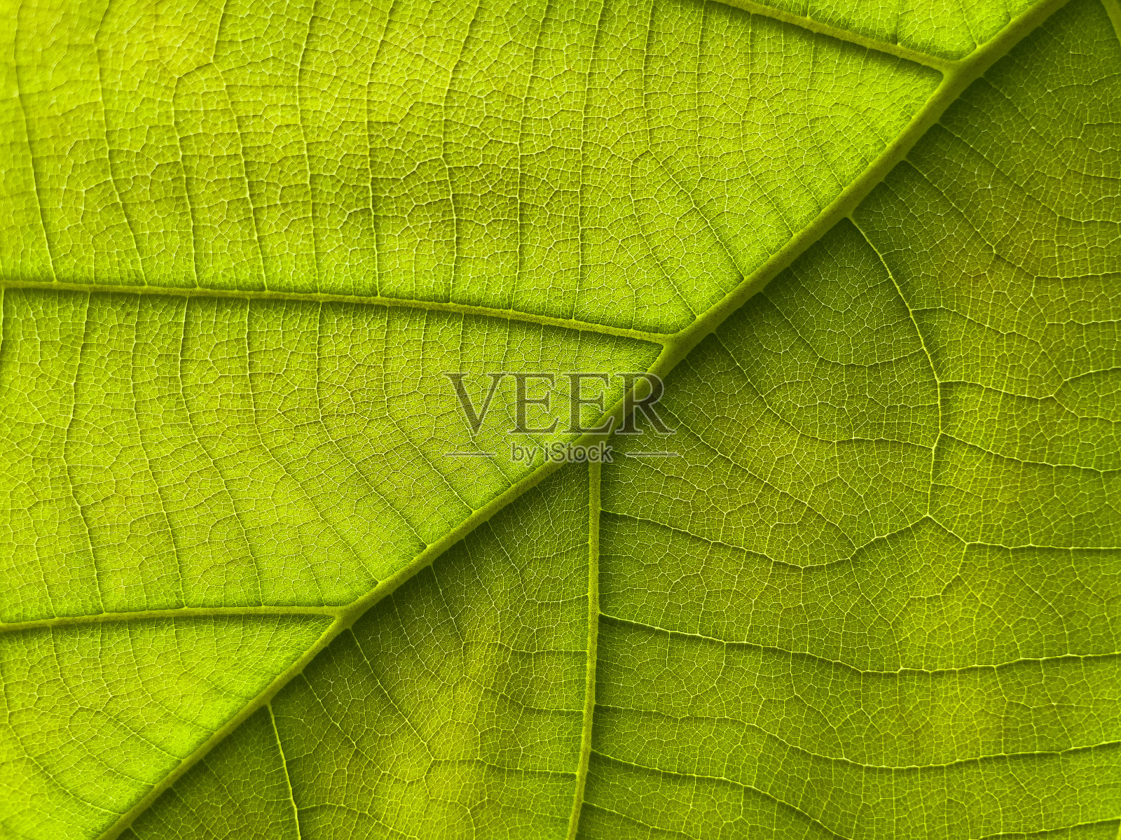 双子叶植物的植物。照片摄影图片