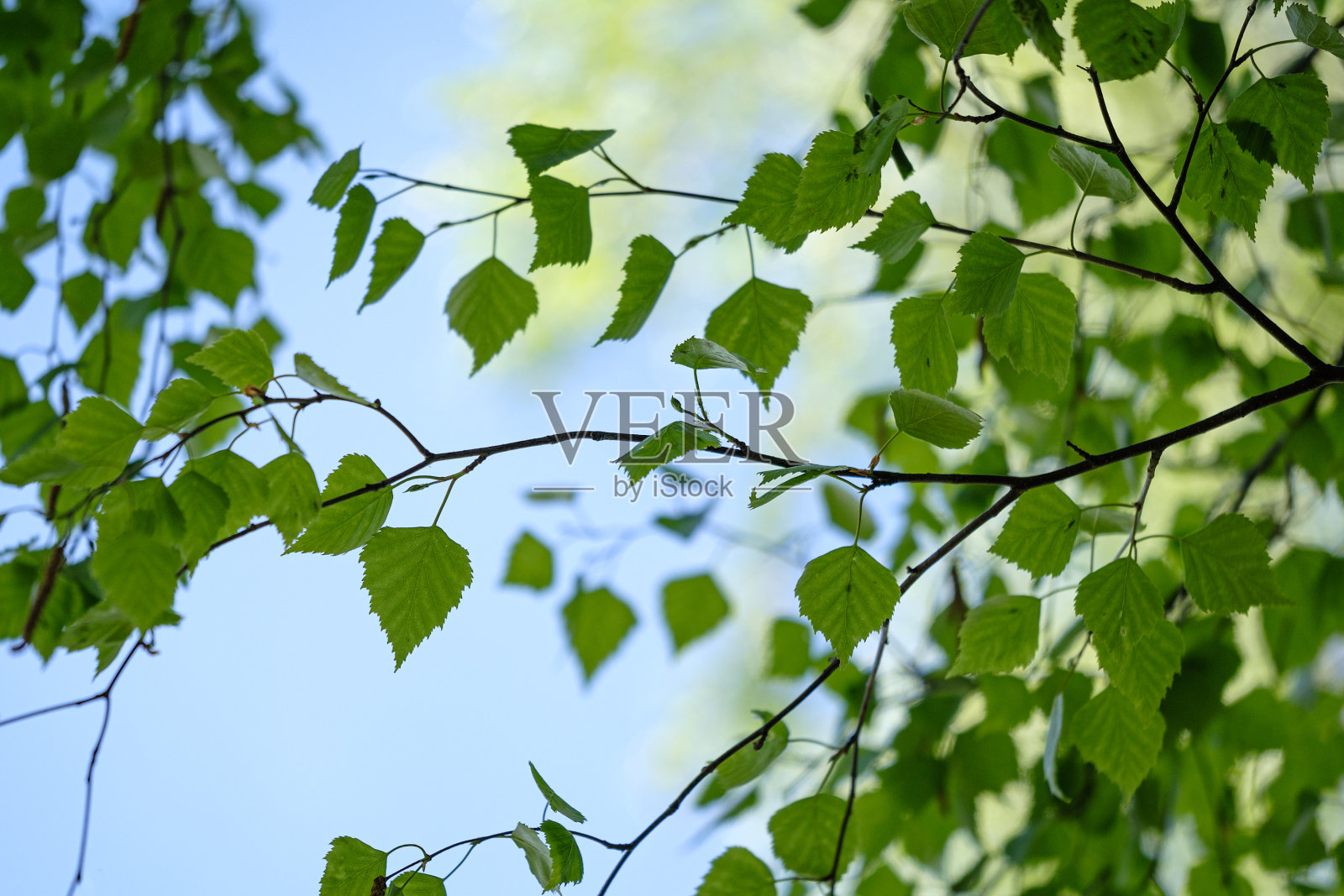 新鲜的绿桦树在初夏落叶照片摄影图片