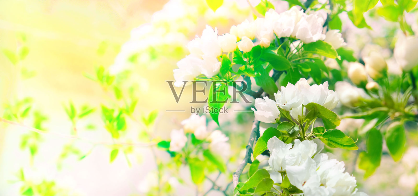 春天在树上开花。苹果树花盛开了。照片摄影图片