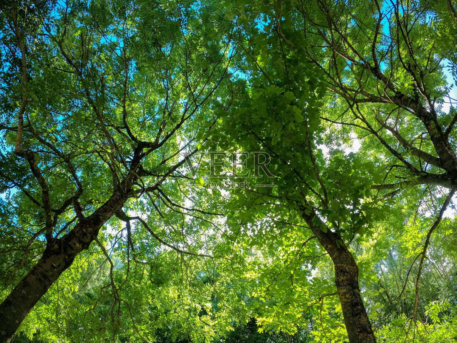 超广角动作镜头拍摄春天白天的森林和草地照片摄影图片
