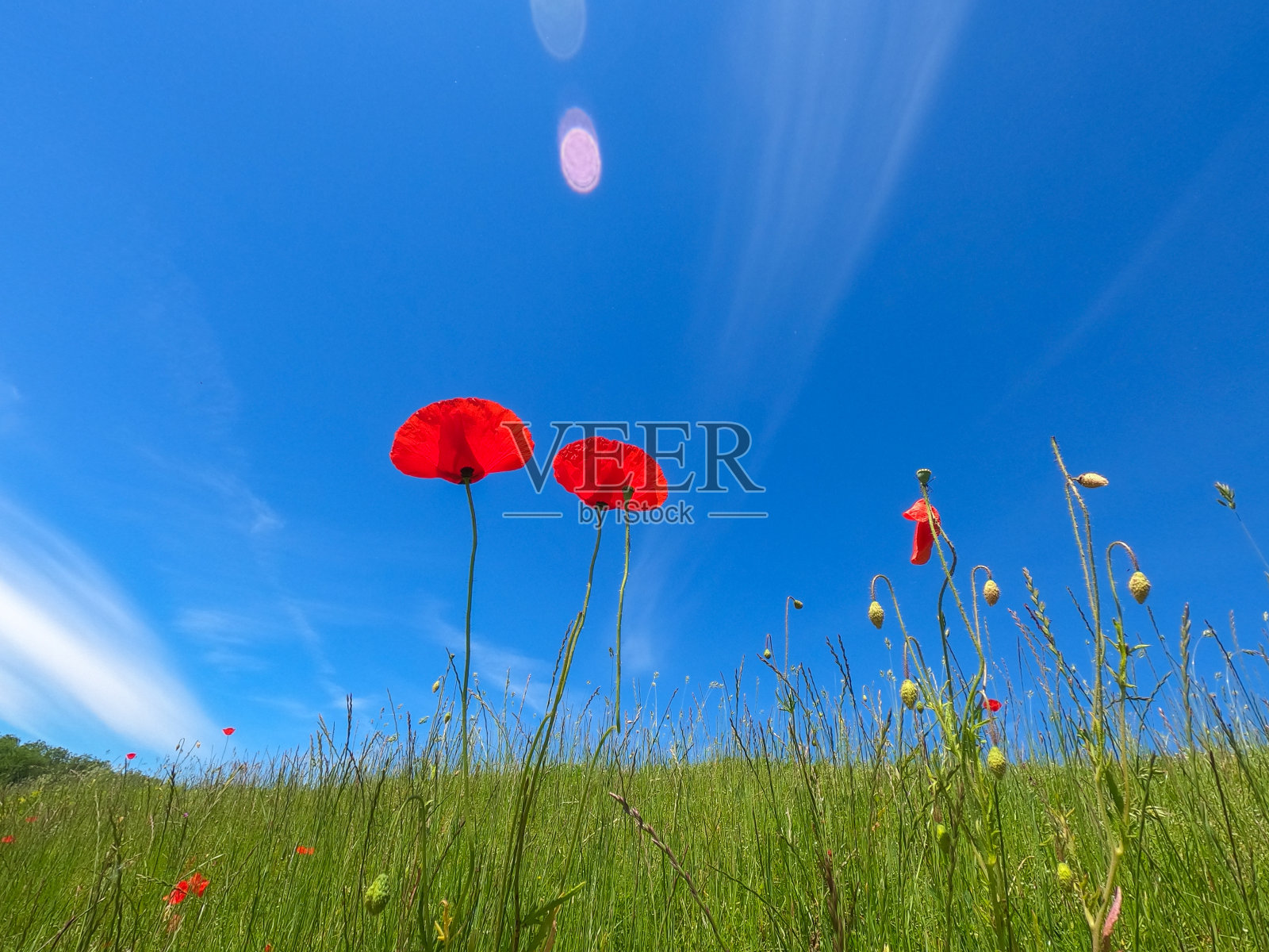超广角动作镜头拍摄春天白天的森林和草地照片摄影图片