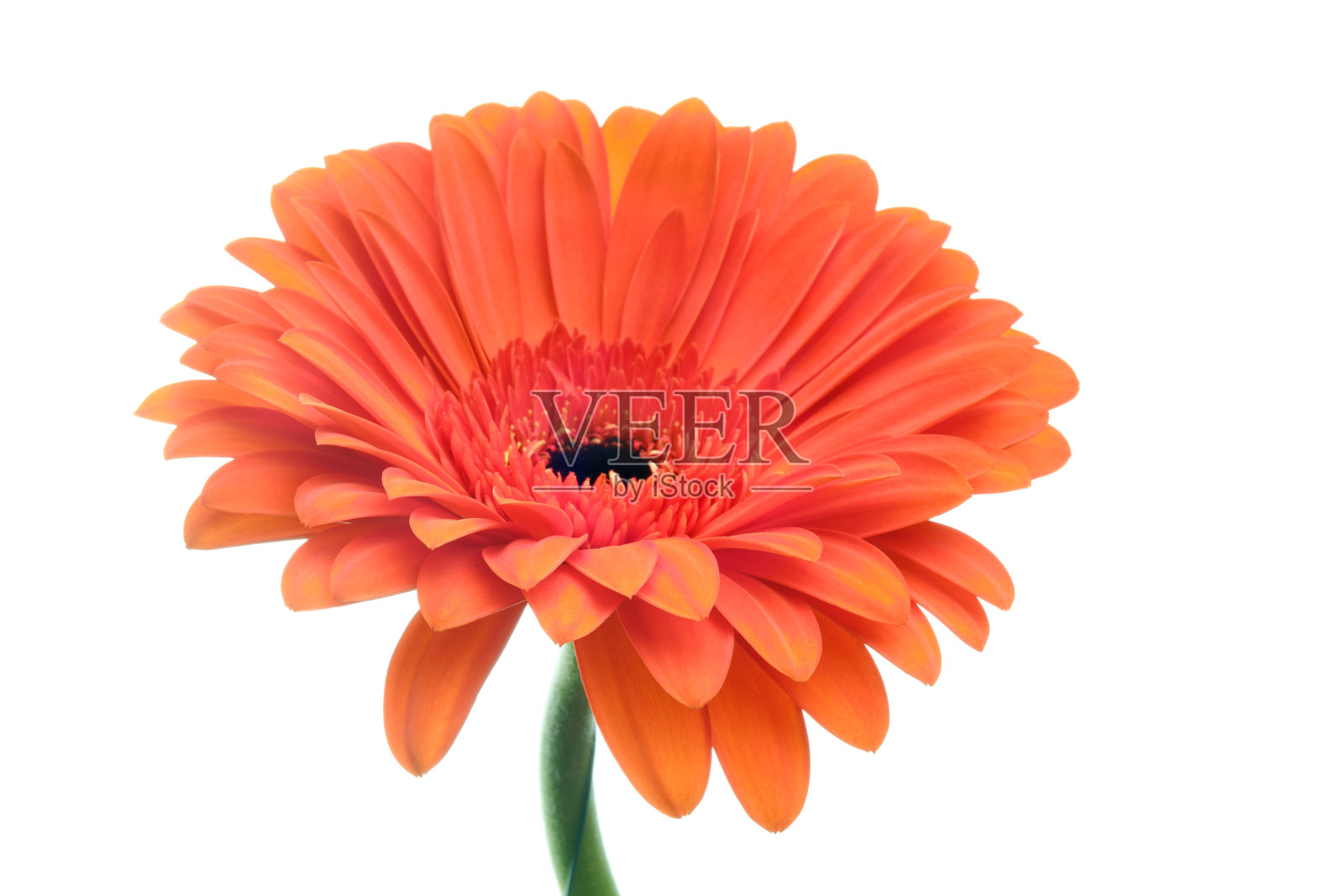 桔黄色的雏菊花照片摄影图片