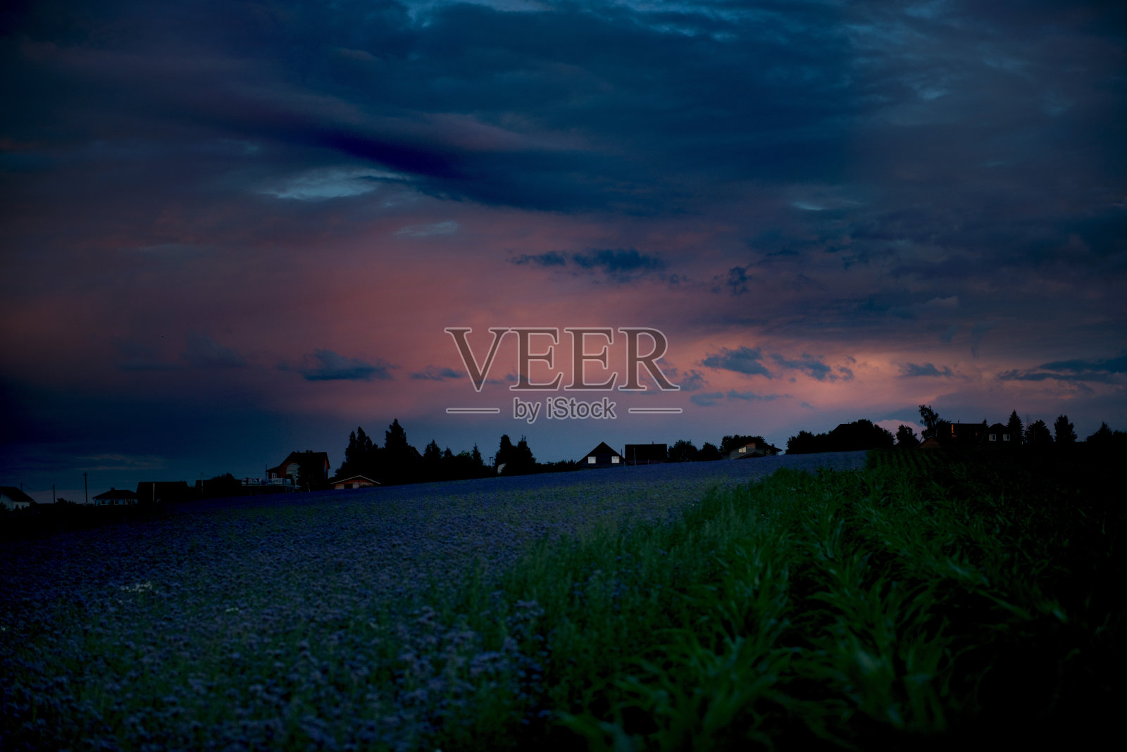 黄昏笼罩着村庄。田野里淡紫色的花朵,粉红色的落日。自然美的概念。日落与新的一天相会,静观自然现象。照片摄影图片