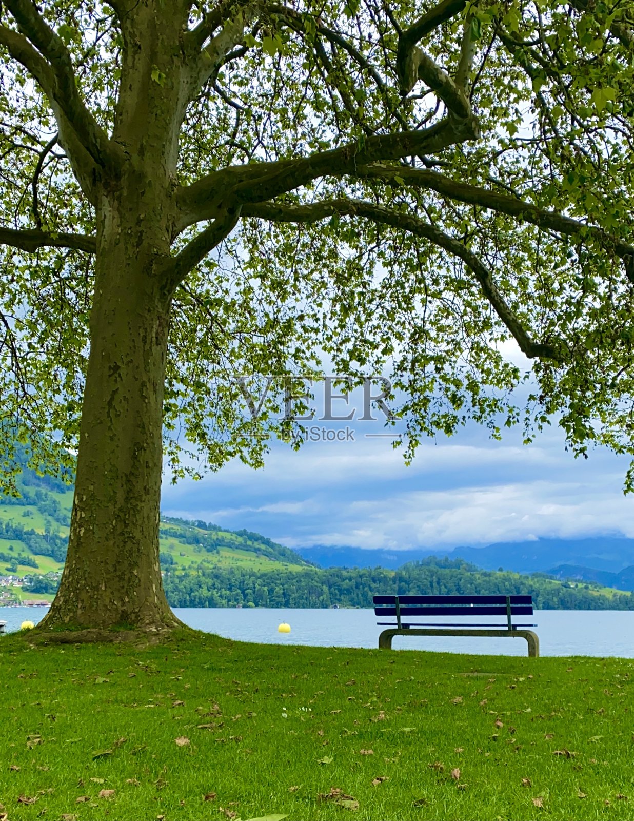 琉森湖(紫花苜蓿)照片摄影图片
