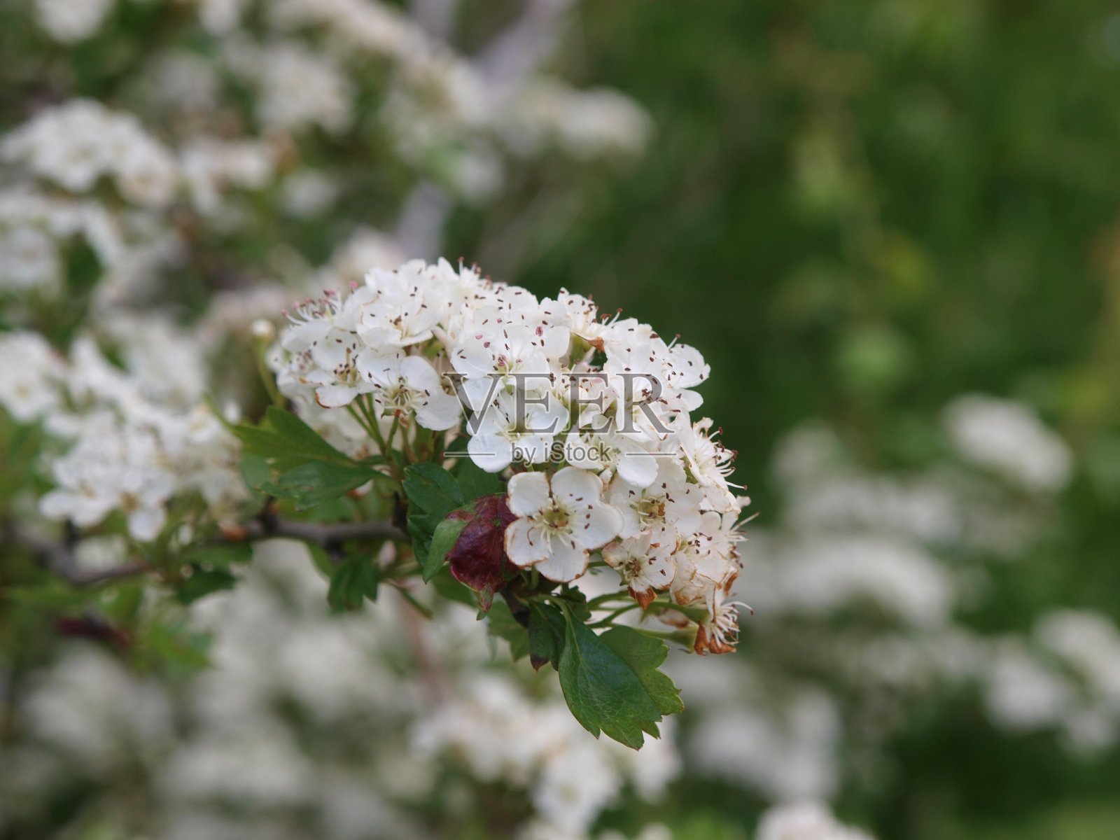 树上的花朵照片摄影图片
