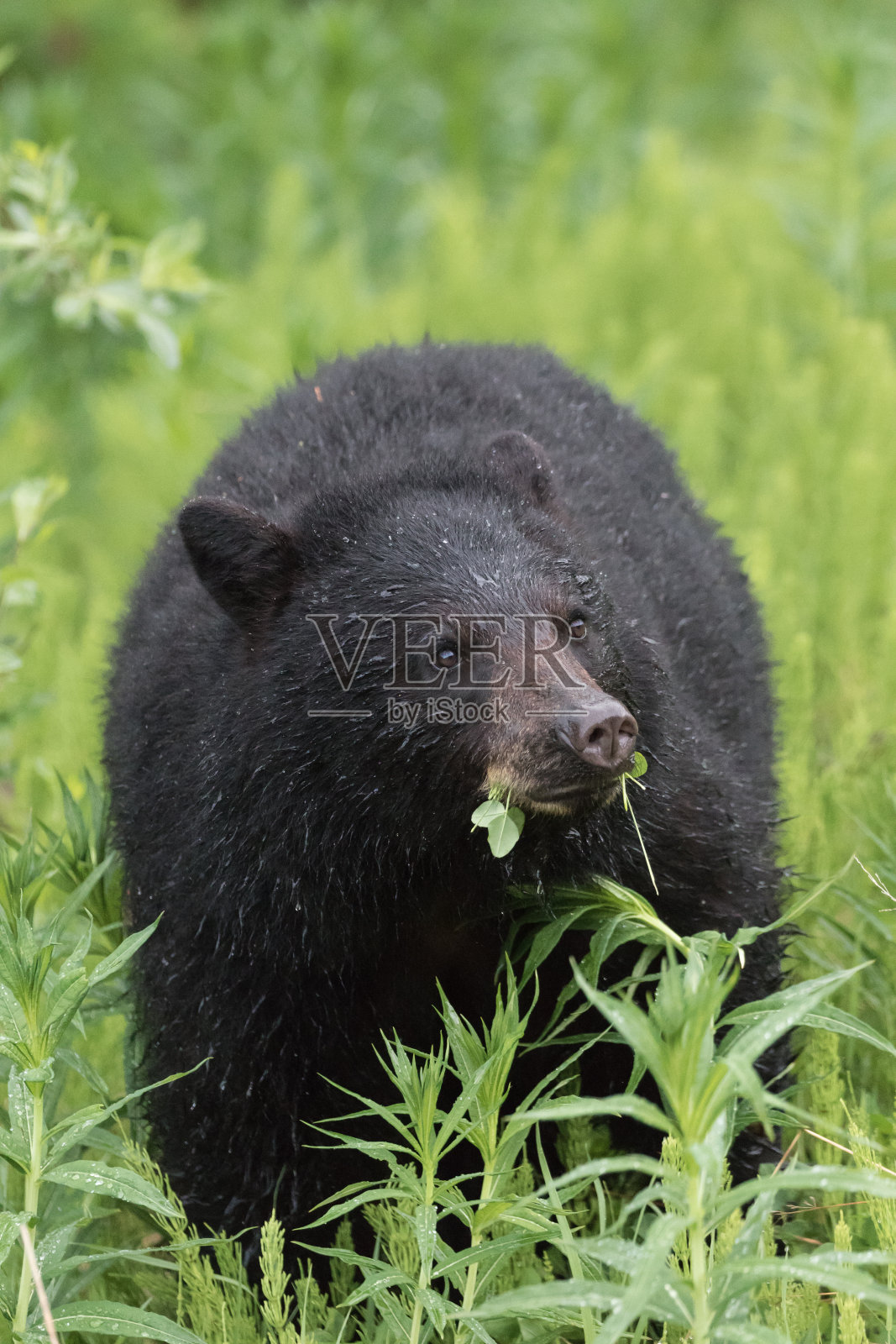 黑熊照片摄影图片