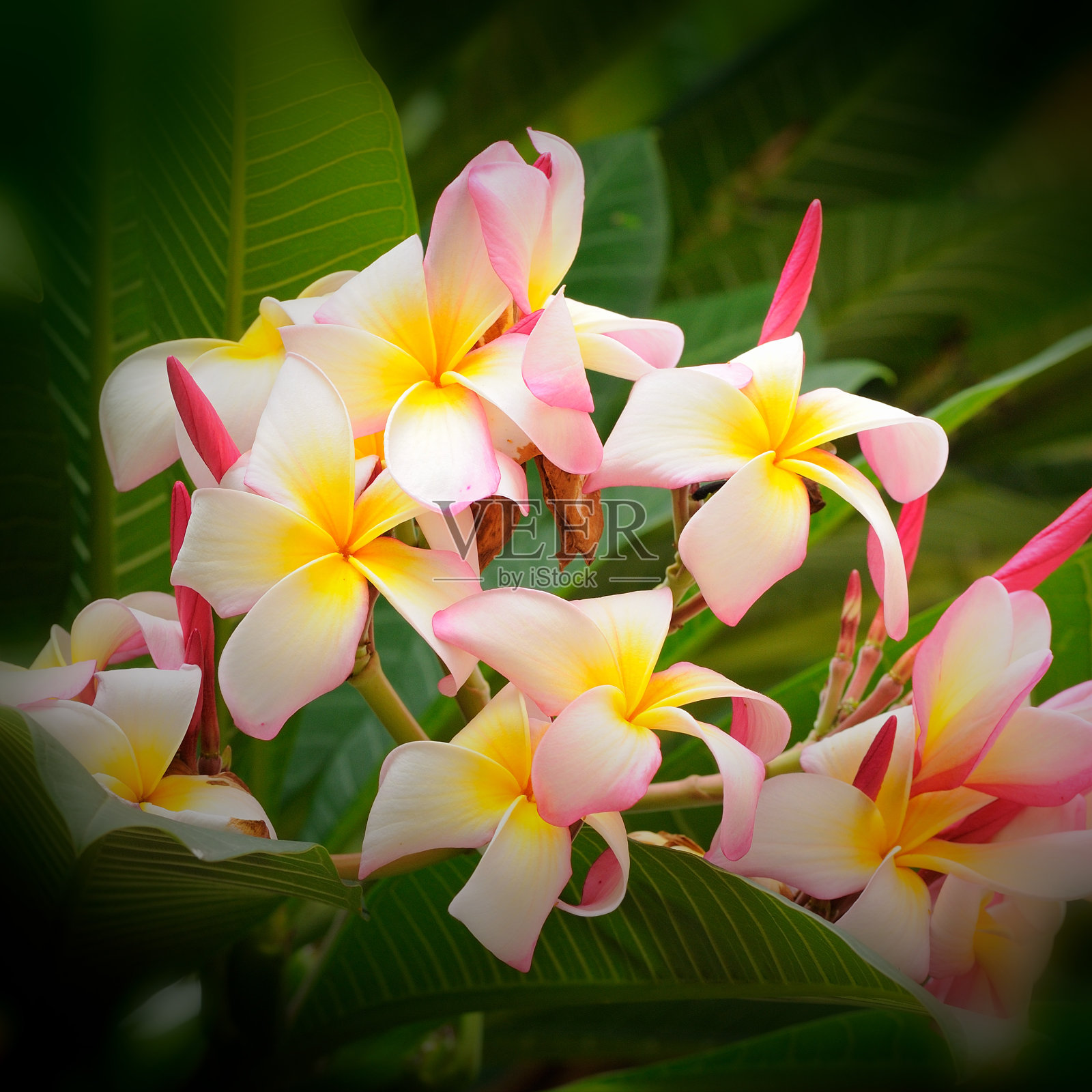 陈年的白粉鸡蛋花盛开在树上照片摄影图片