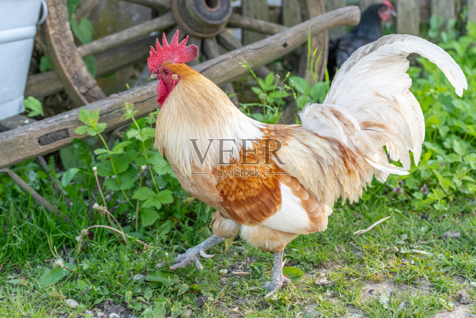 公鸡在农村的一个教育农场。照片摄影图片