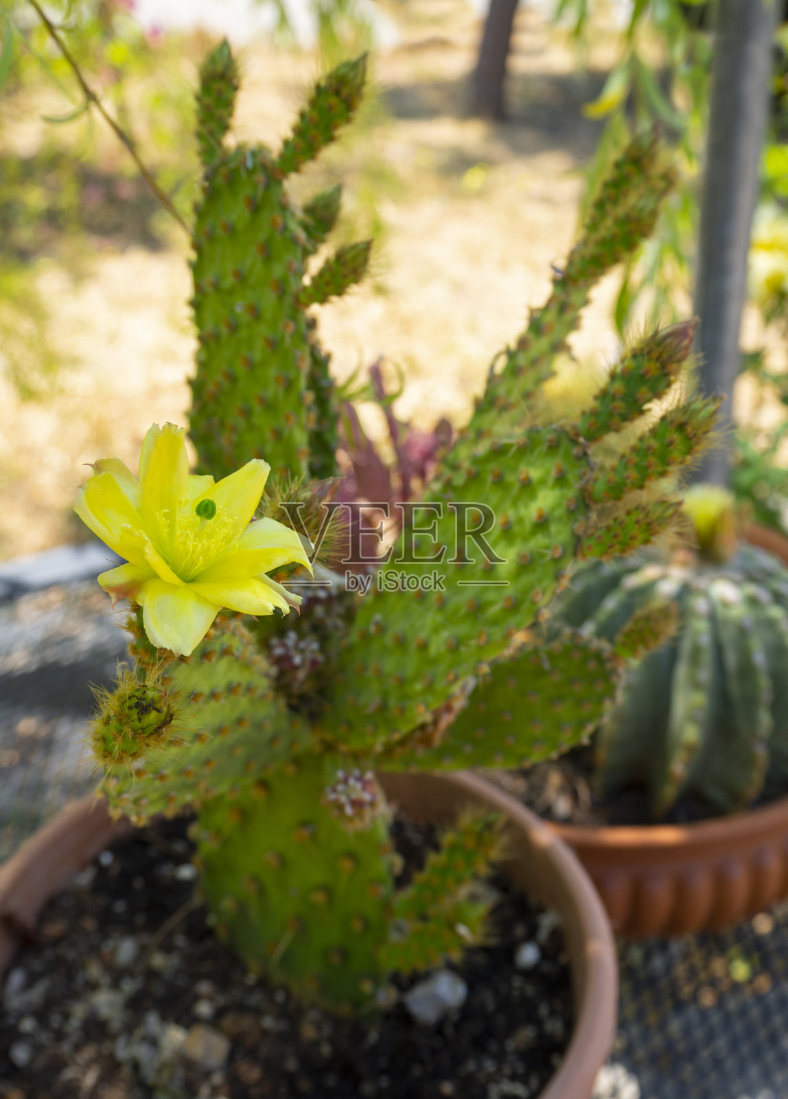 在一个阳光明媚的日子里,一盆黄色的仙人掌仙人掌照片摄影图片