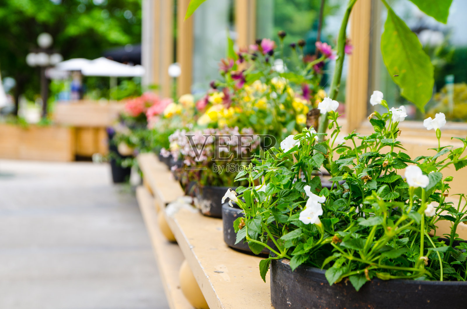 架子上有许多花盆照片摄影图片