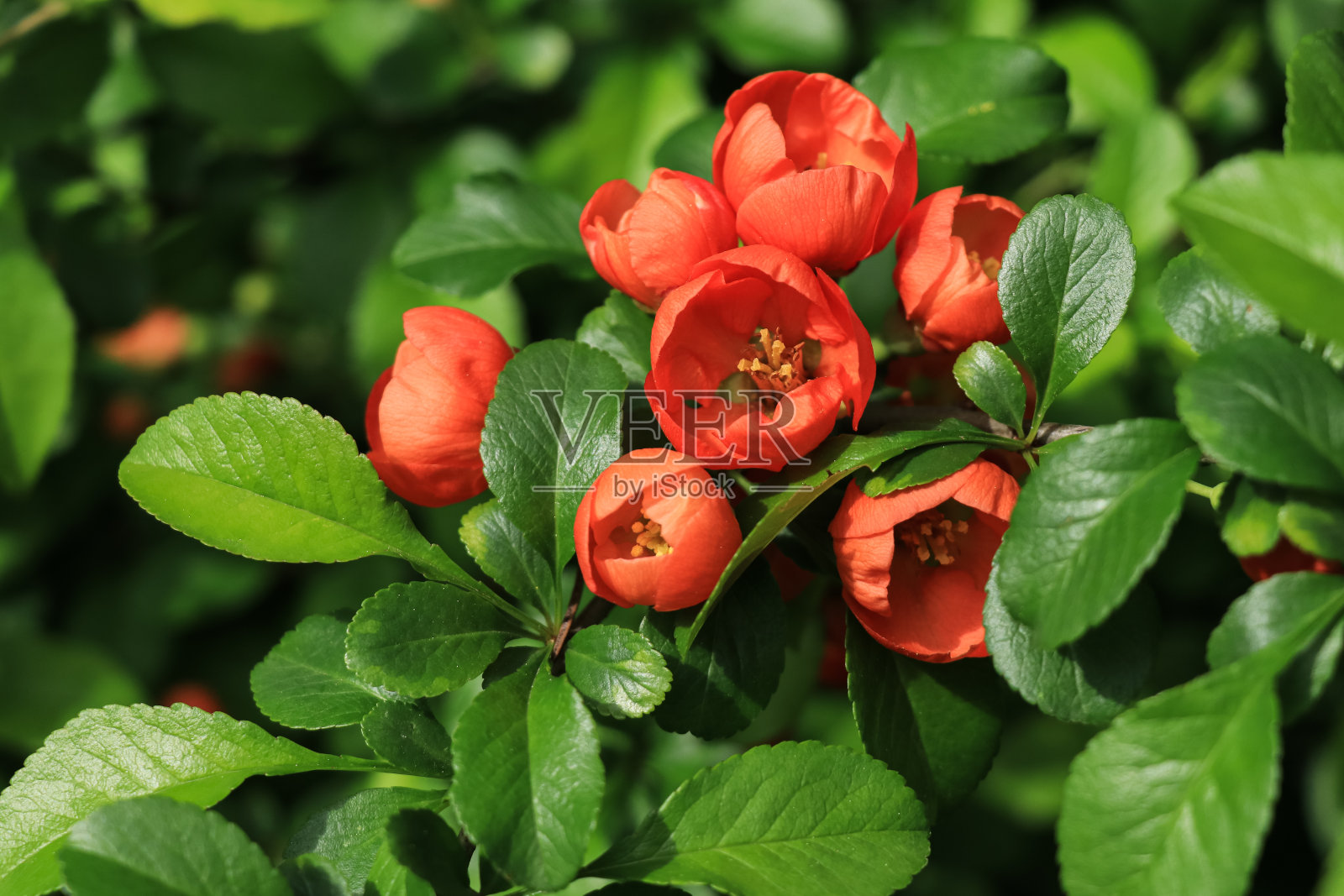 鲜红的木瓜花在绿色的灌木上靠近照片摄影图片