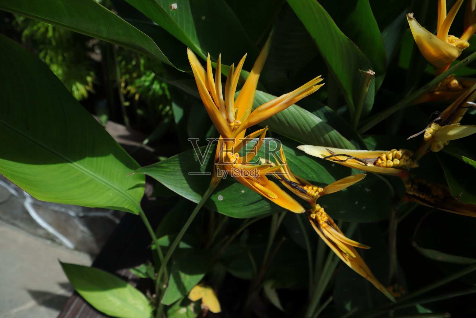海里康属植物种花照片摄影图片
