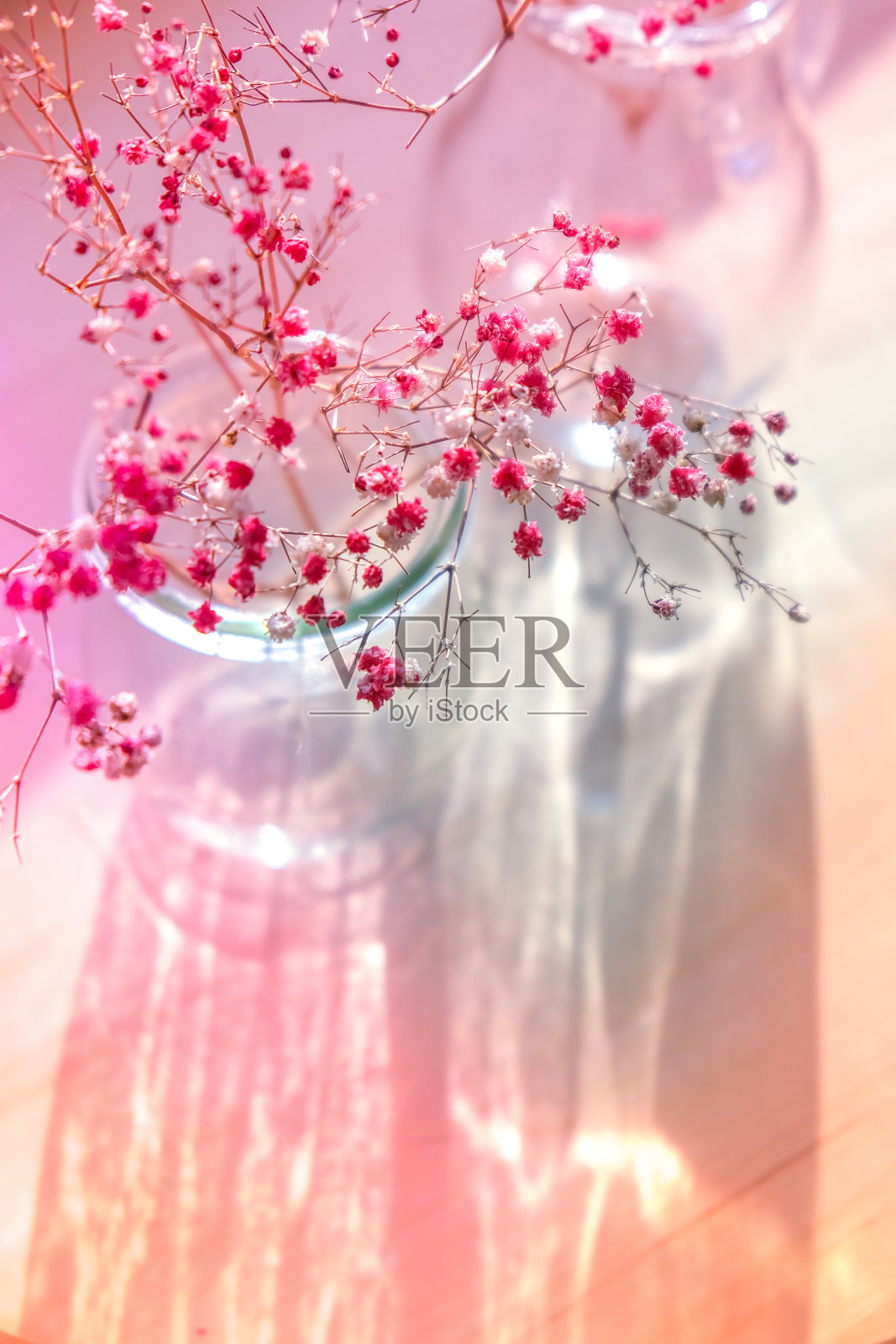 吉普菲拉或婴儿呼吸花美丽的粉红色花盛开与柔和的光。有选择性的重点。春假贺卡的背景。精致的美学照片摄影图片