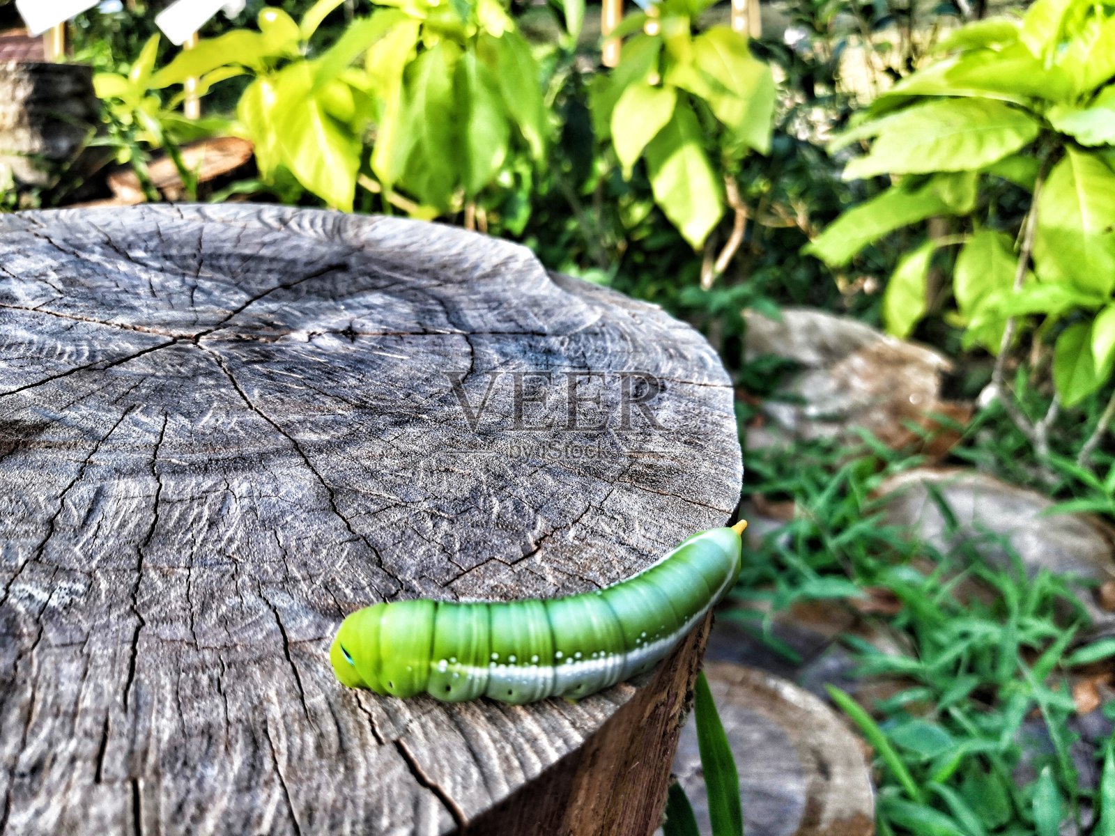 小蛹绿色照片摄影图片