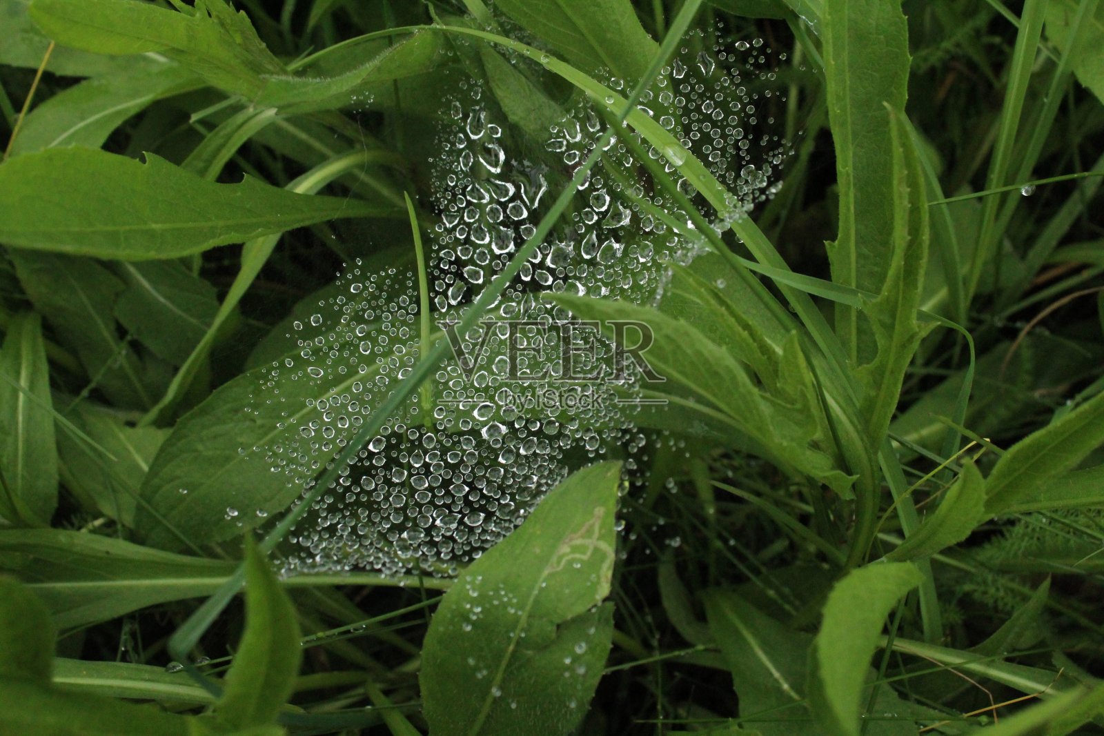 蜘蛛网和晨露照片摄影图片