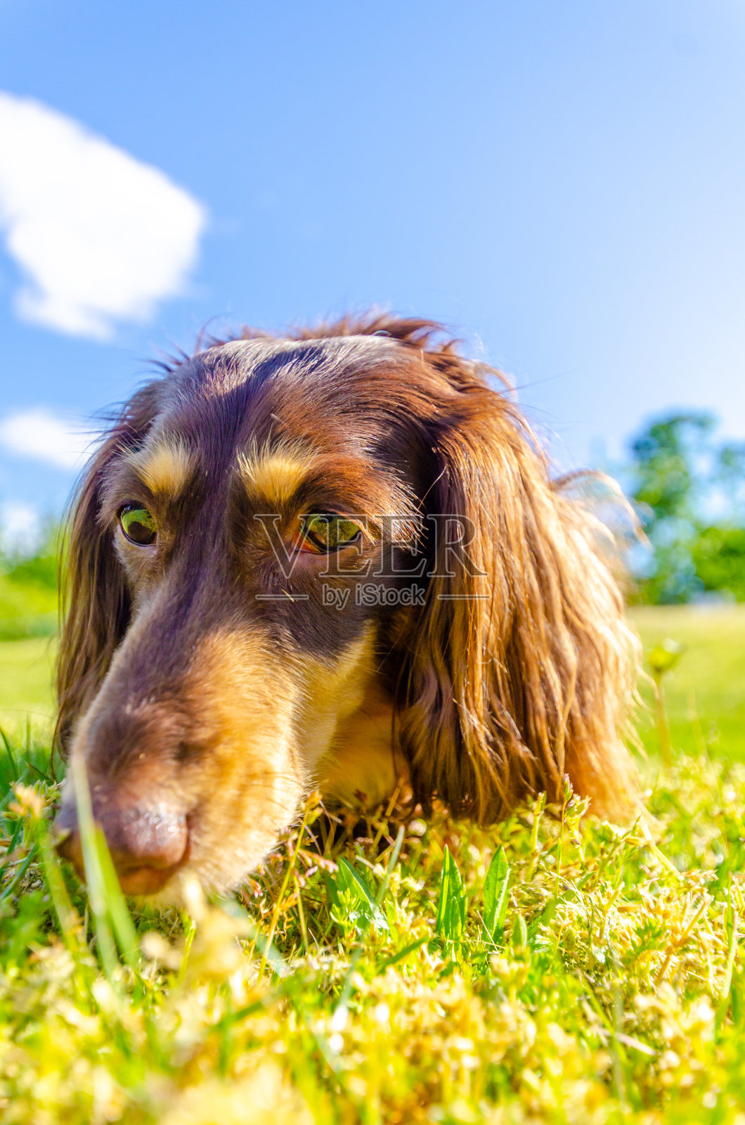 棕色,巧克力奶油腊肠犬。狗照片摄影图片