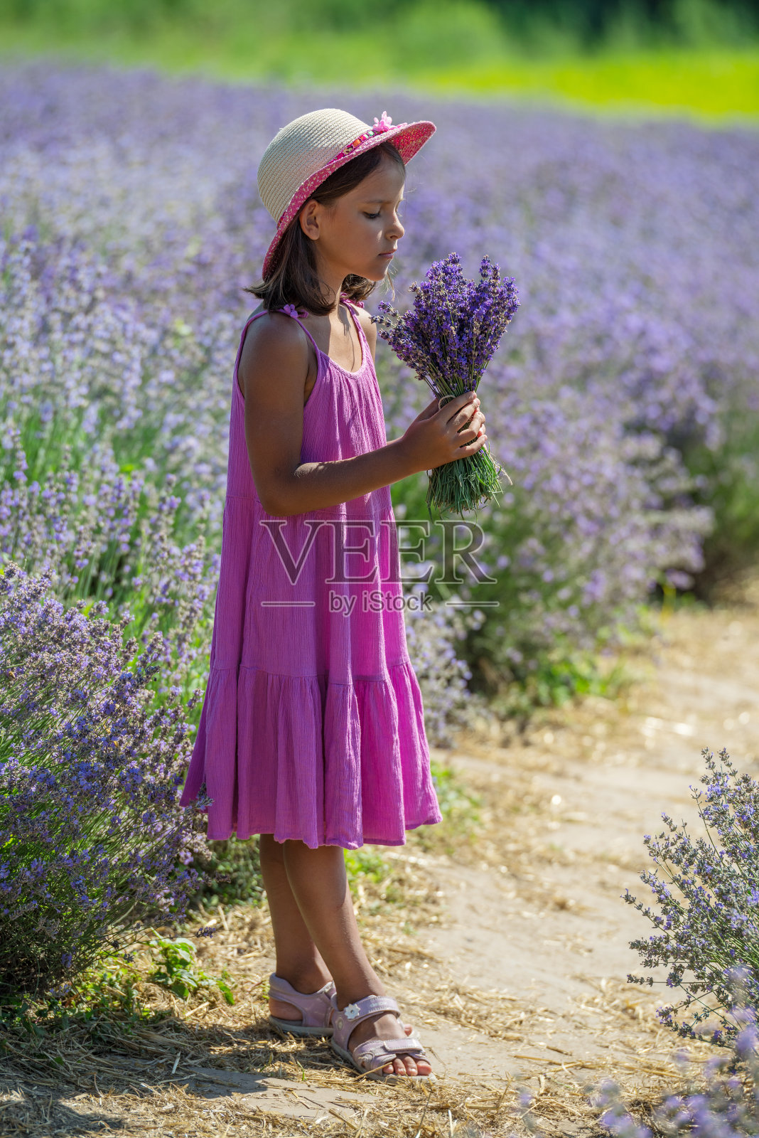 漂亮的小女孩走在盛开的薰衣草地里采花。照片摄影图片