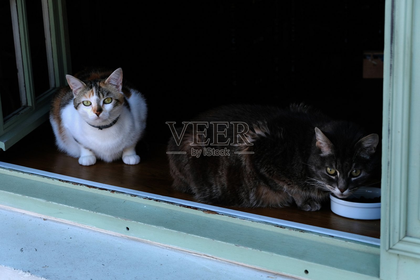 猫照片摄影图片