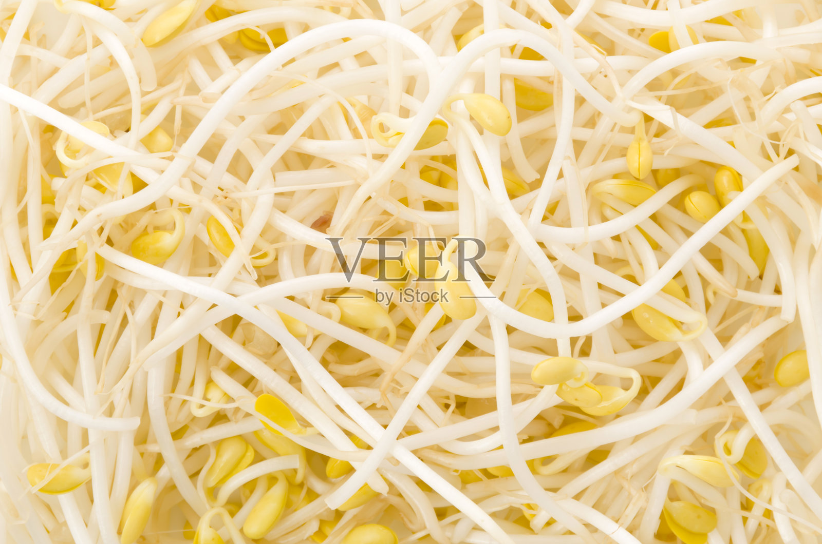 豆芽的背景或质地照片摄影图片