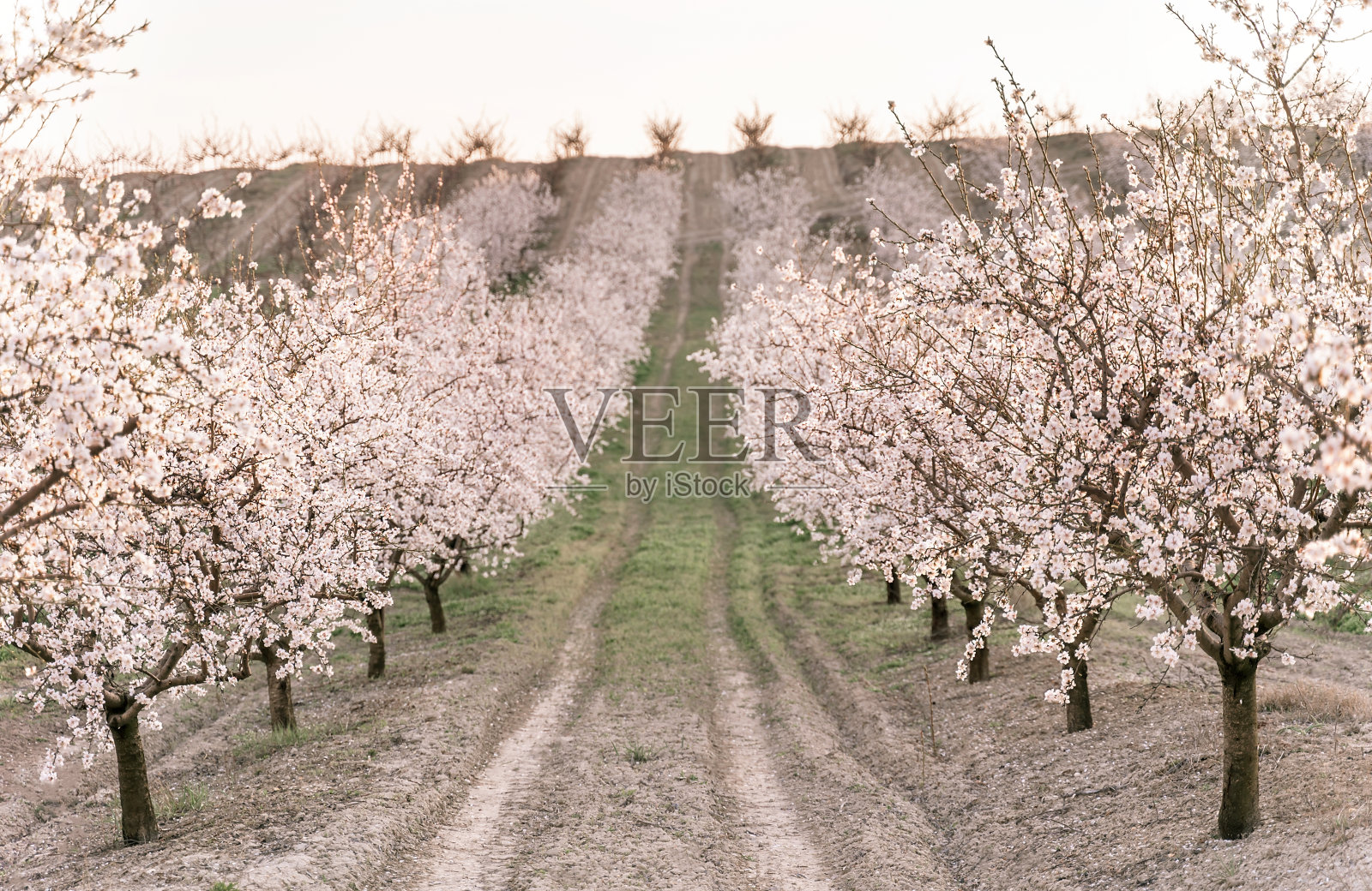 夕阳下美丽的果园。春天的背景。农业的概念。照片摄影图片