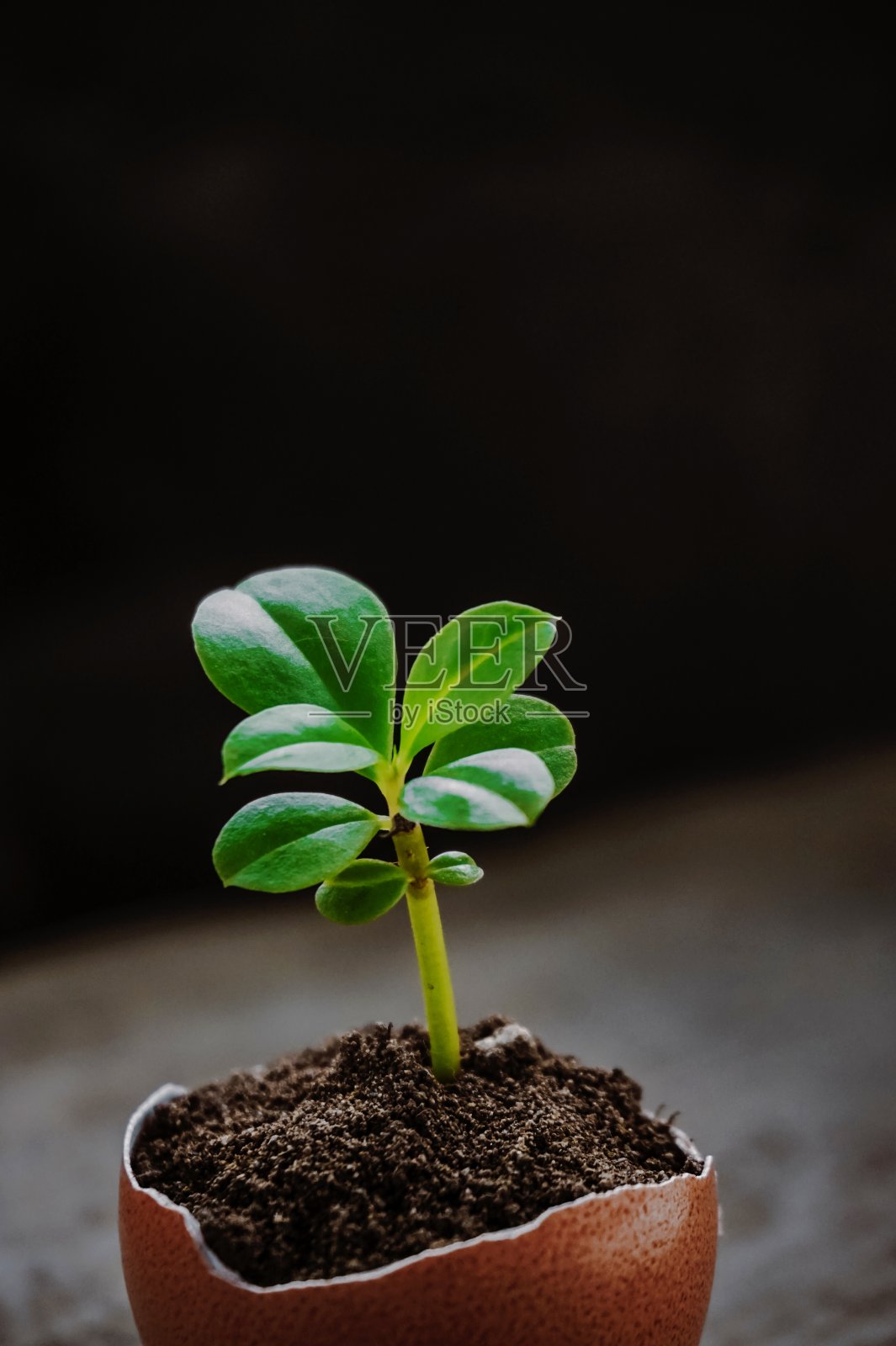 植物生长在鸡蛋壳里照片摄影图片