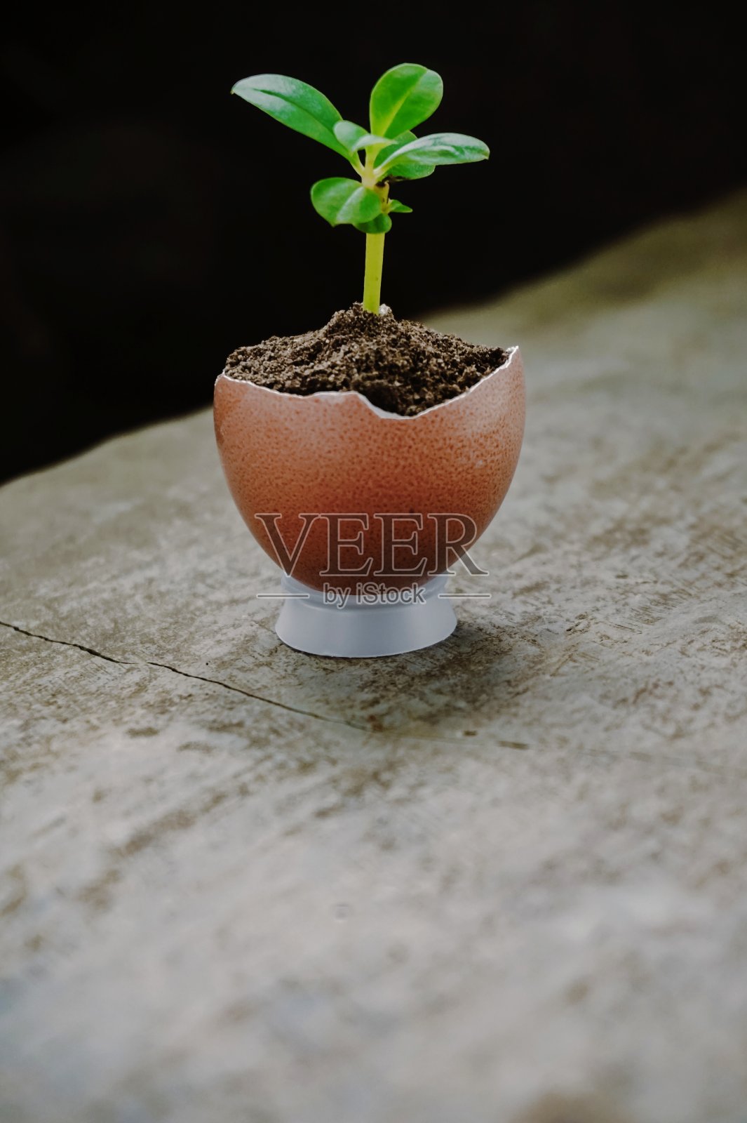 植物生长在鸡蛋壳里照片摄影图片