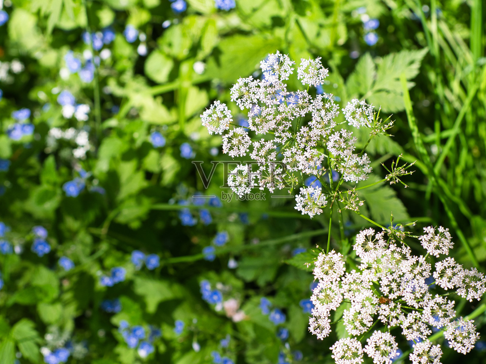 俯视图的白色花的物种羊茅(通常称为地接骨木,草本杰拉德,主教的杂草,痛风草,痛风草)。聚焦图像中心,花草地模糊背景照片摄影图片