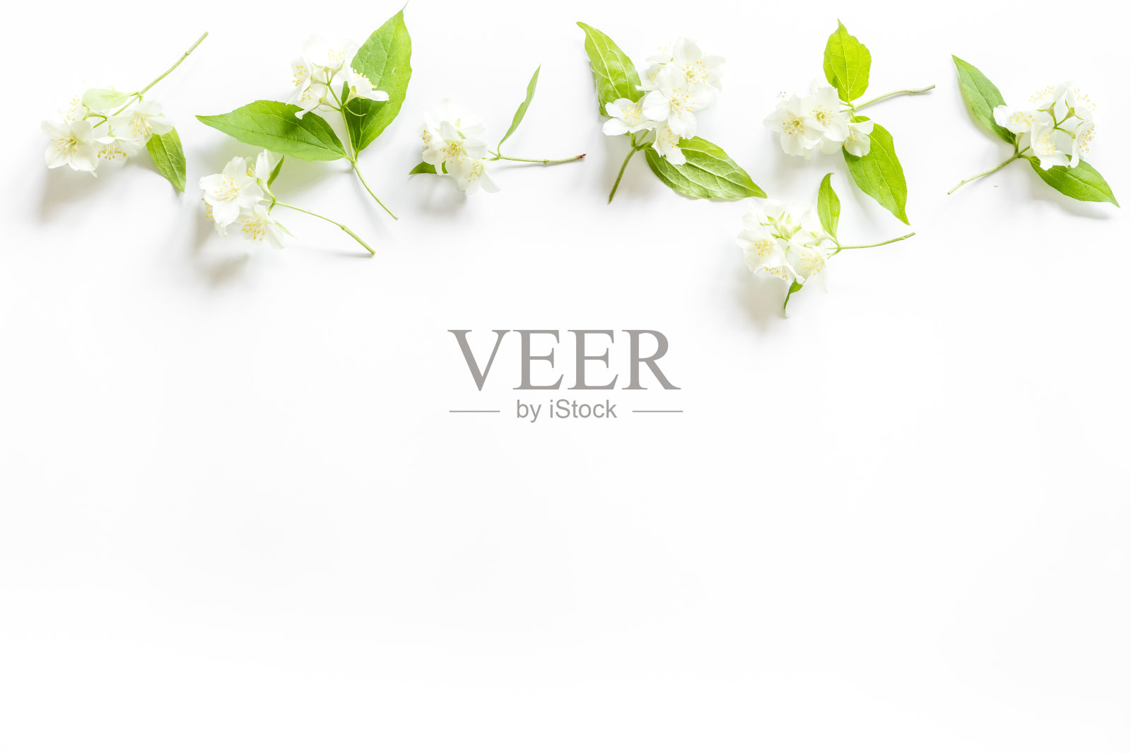 夏天的花-茉莉花与绿色的叶子,俯视图照片摄影图片