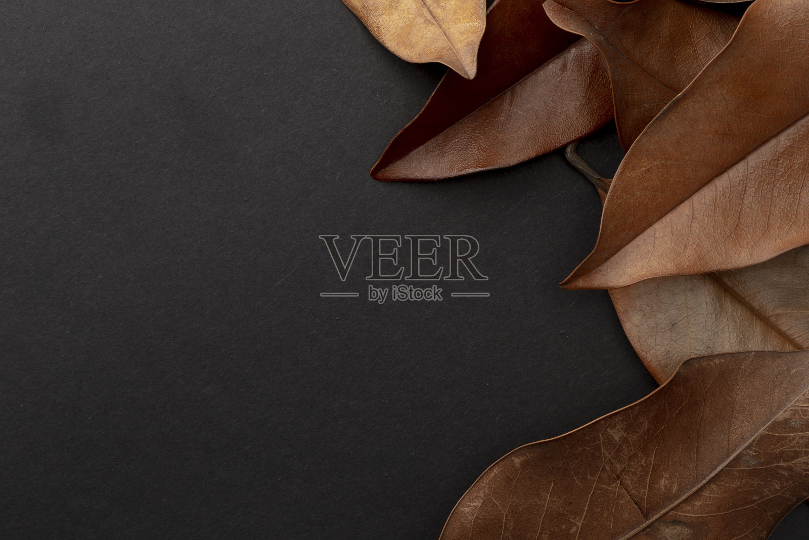 干叶枝和复制空间在黑色的背景照片摄影图片